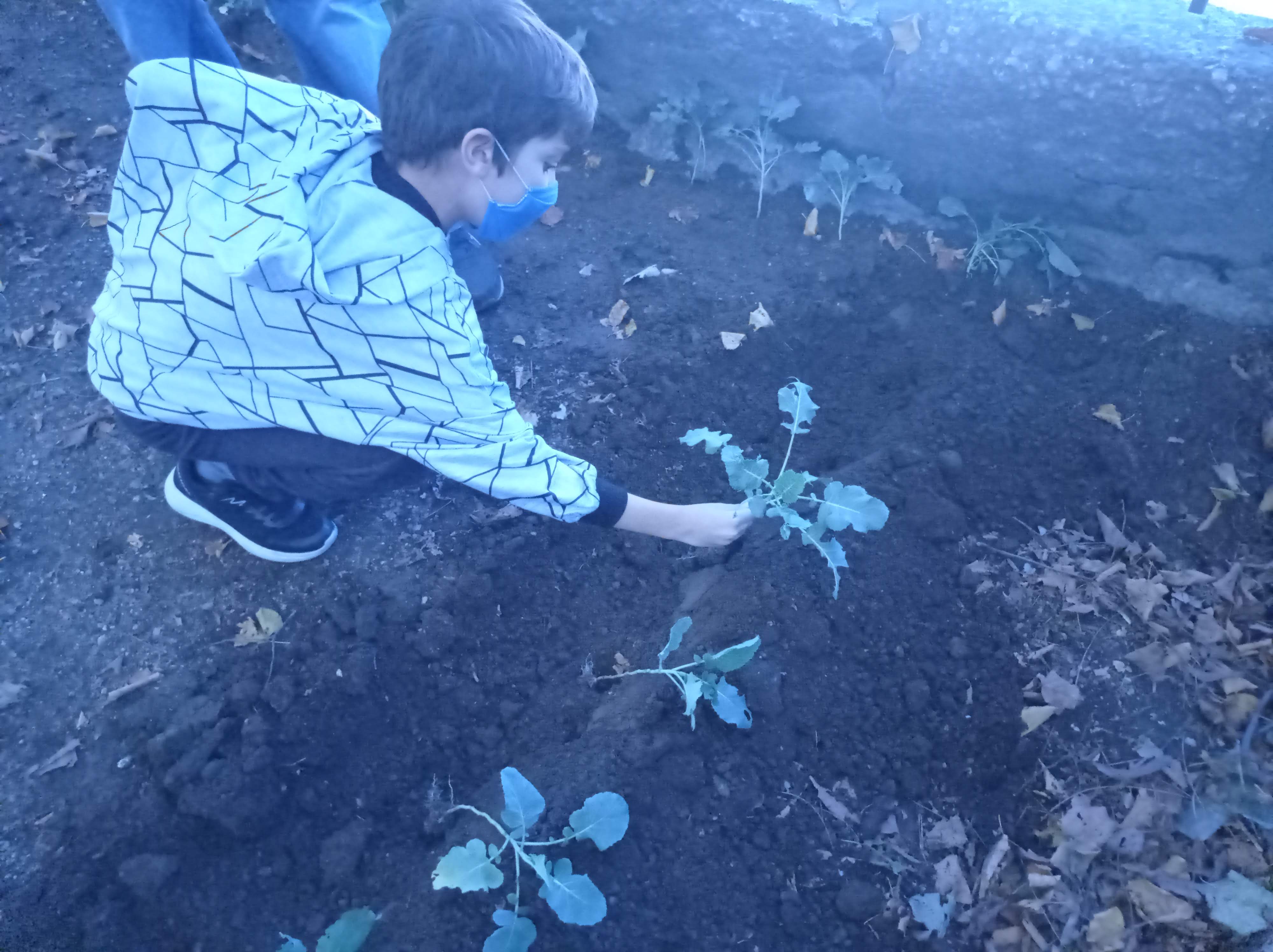 Trabalho na horta novembro (semear e plantar)