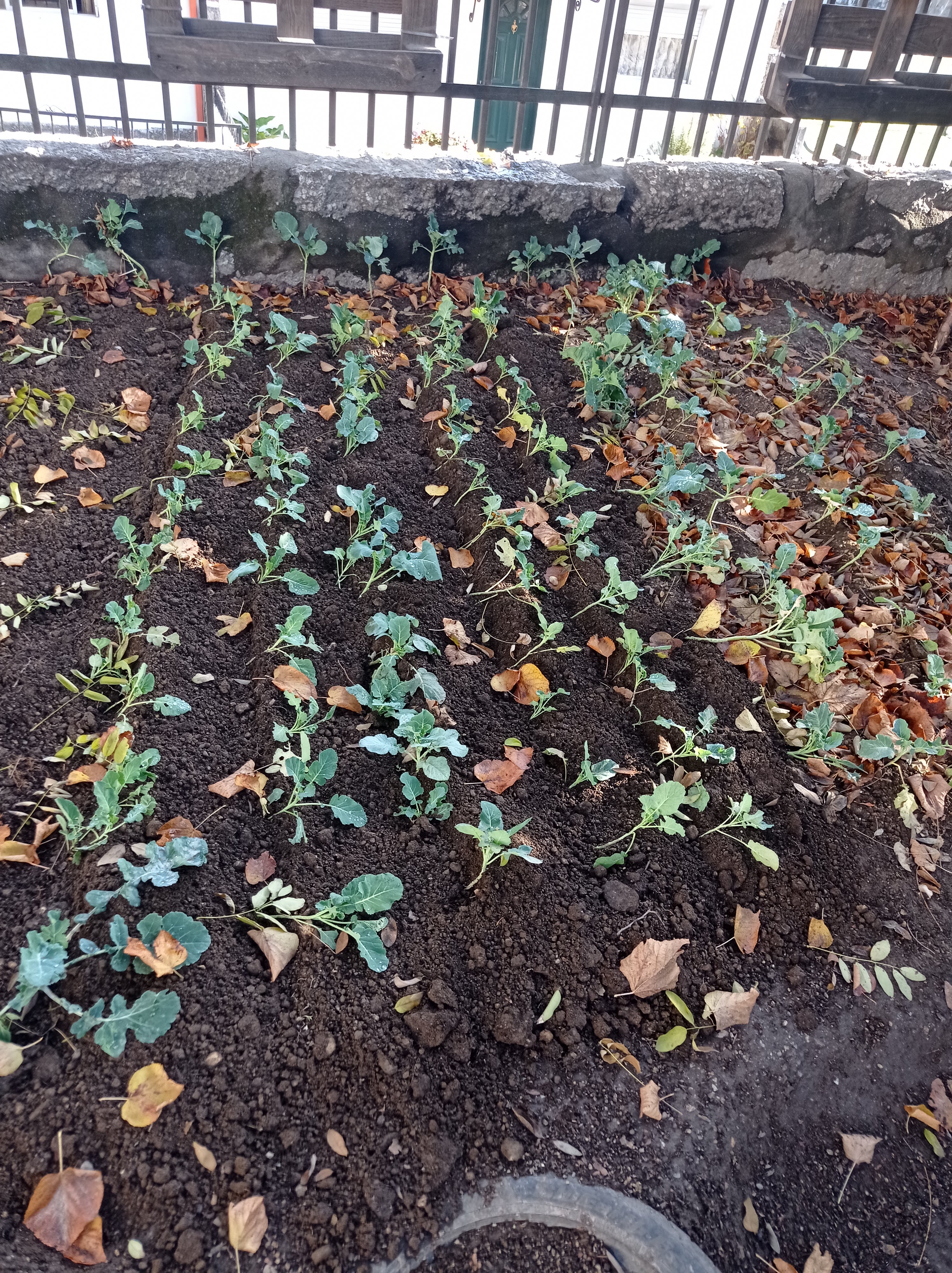 Trabalho na horta novembro (semear e plantar)