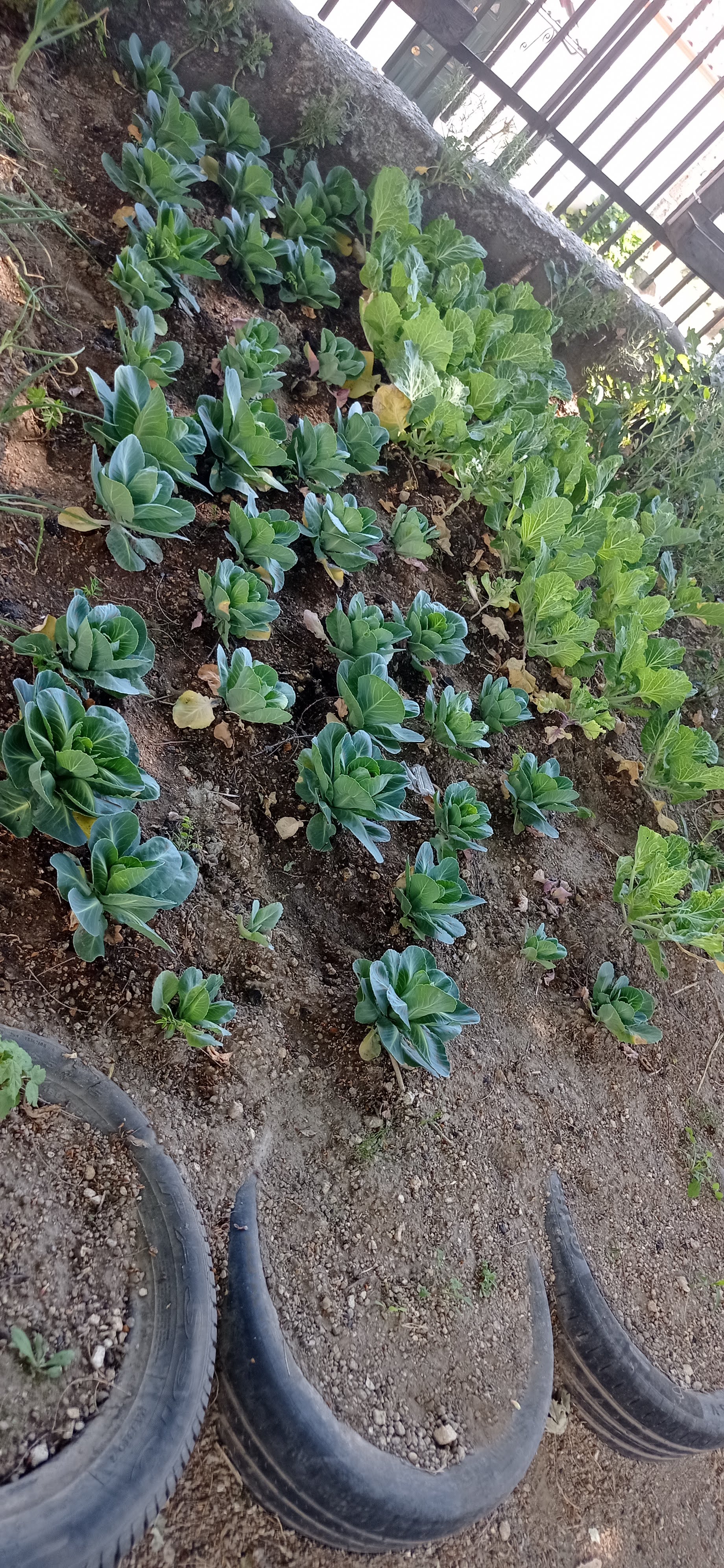 Culturas de primavera