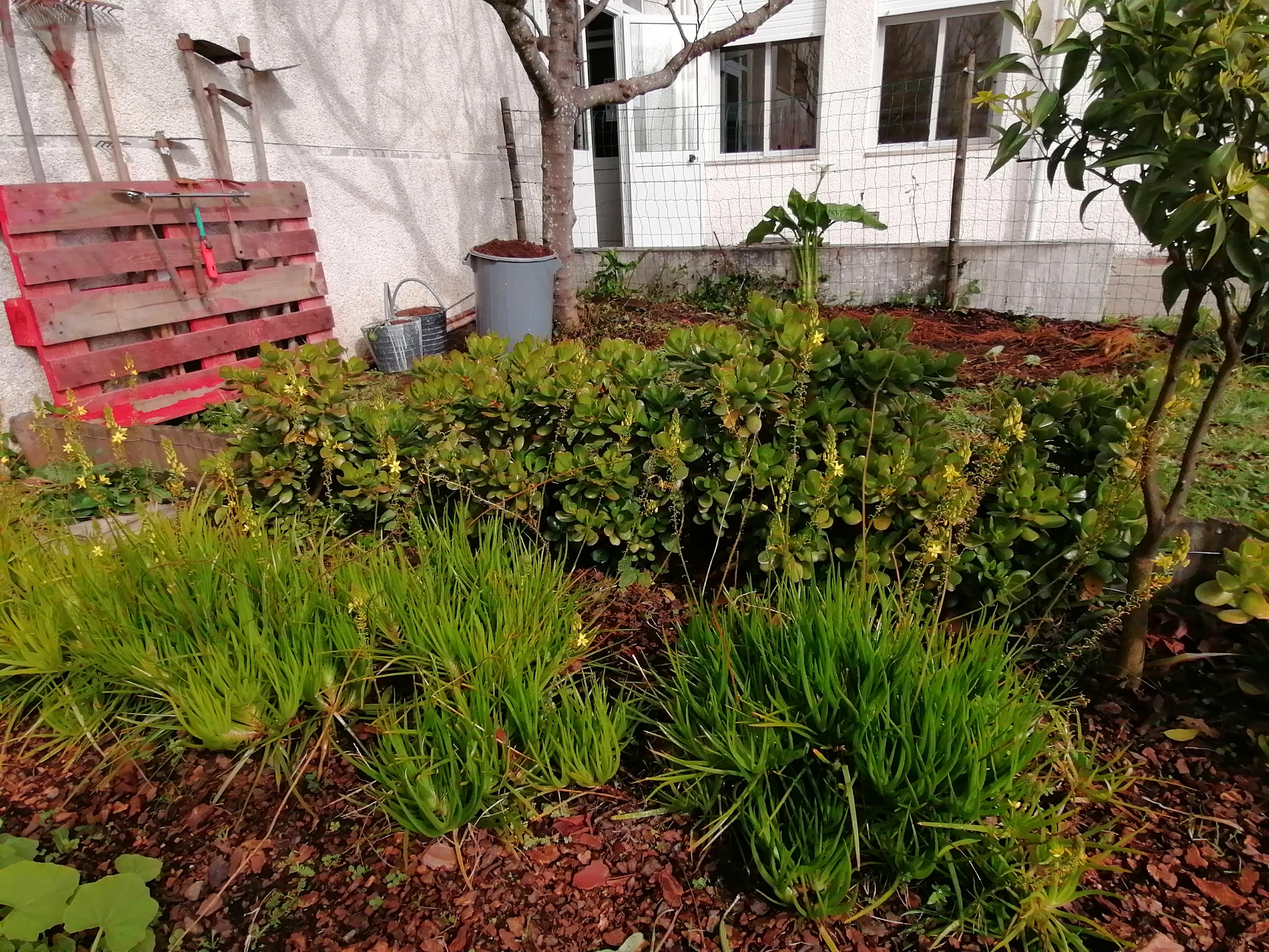 Bulbine em primeiro plano; ao fundo Planta-jade.