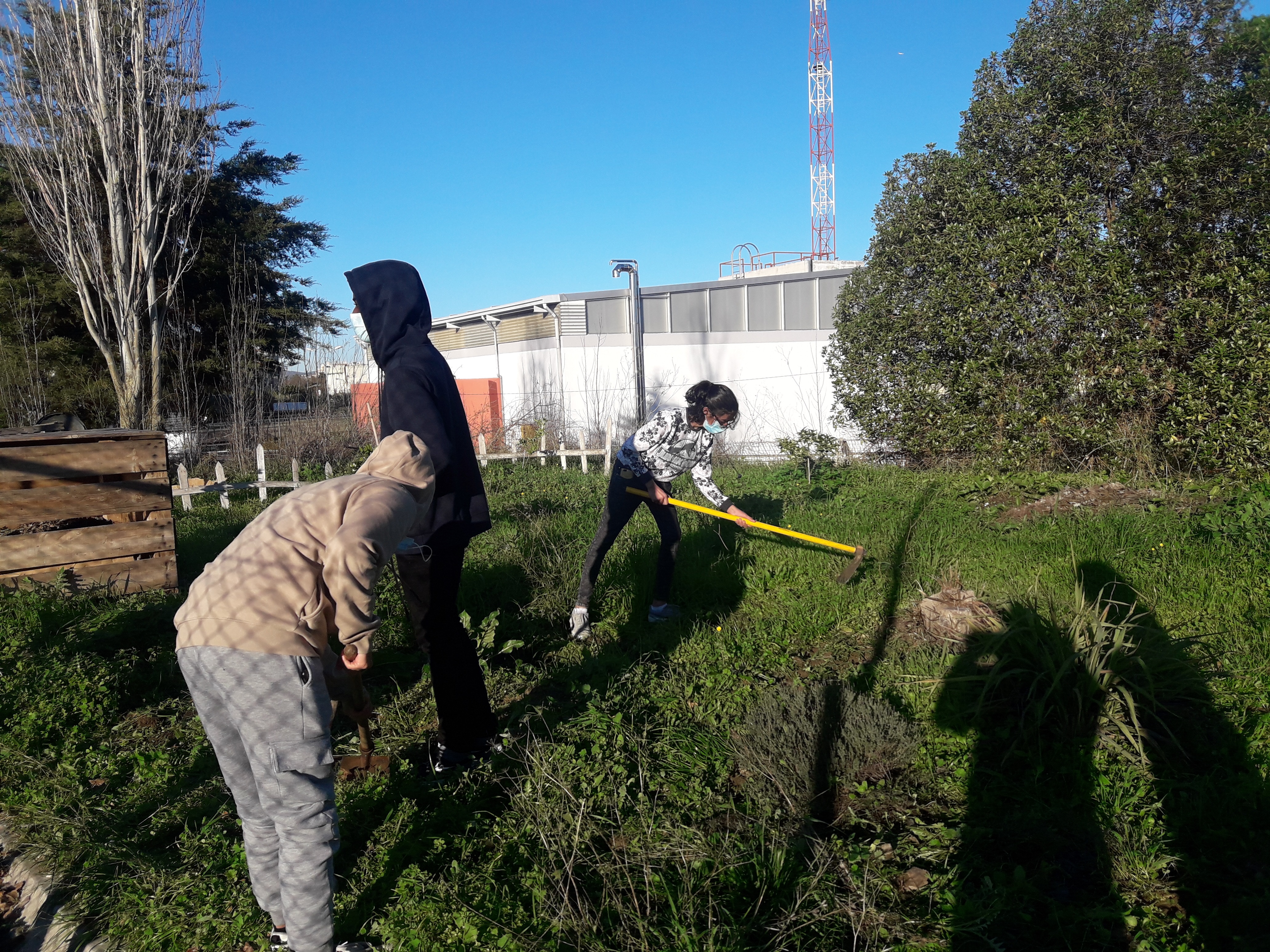 Limpeza do terreno e preparação para o cultivo. As ervas retiradas, foram colocadas no compositor para produção de húmus e posterior fertilização do das sementeiras.