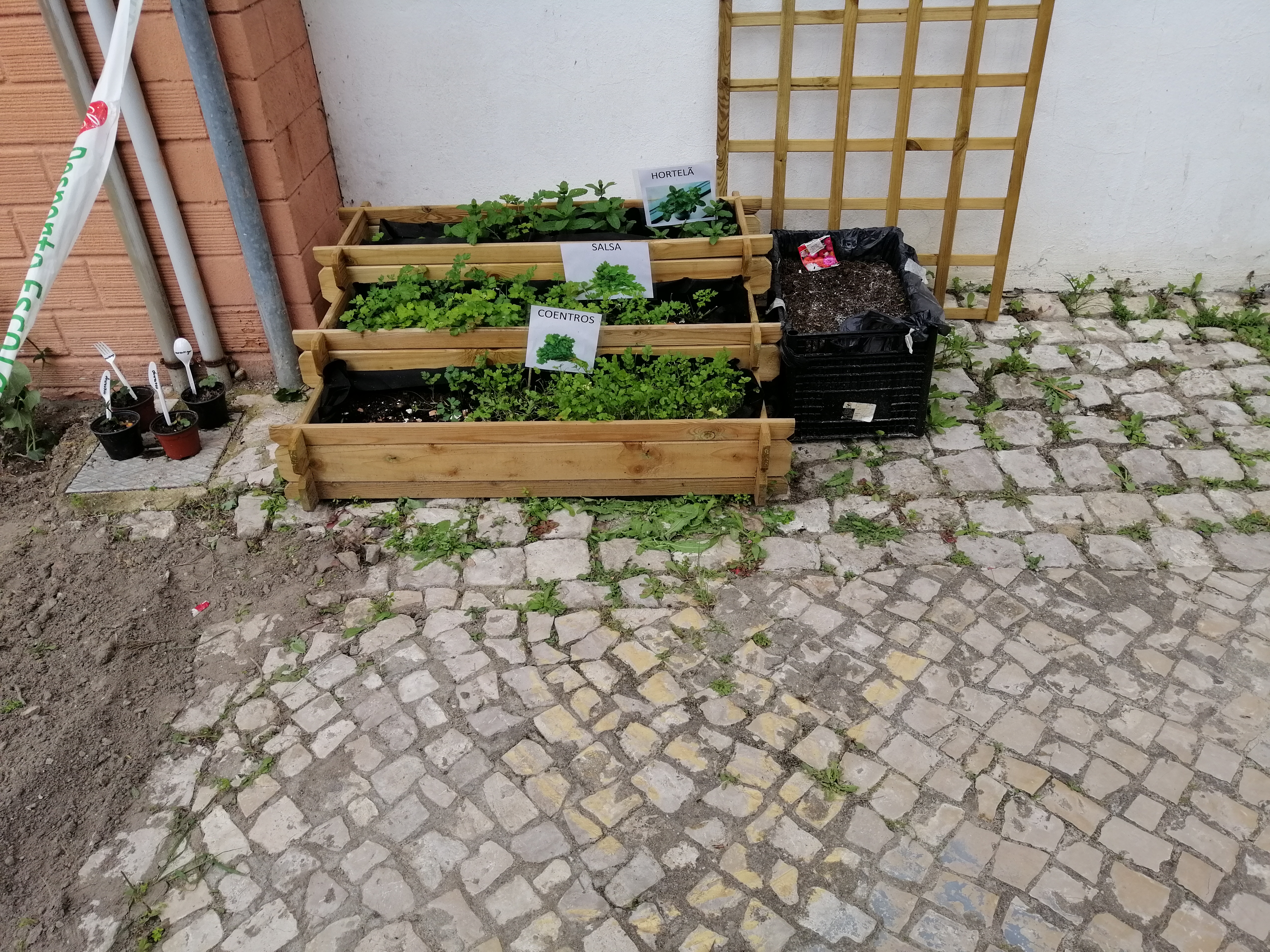 O pequeno canteiro com aromáticas