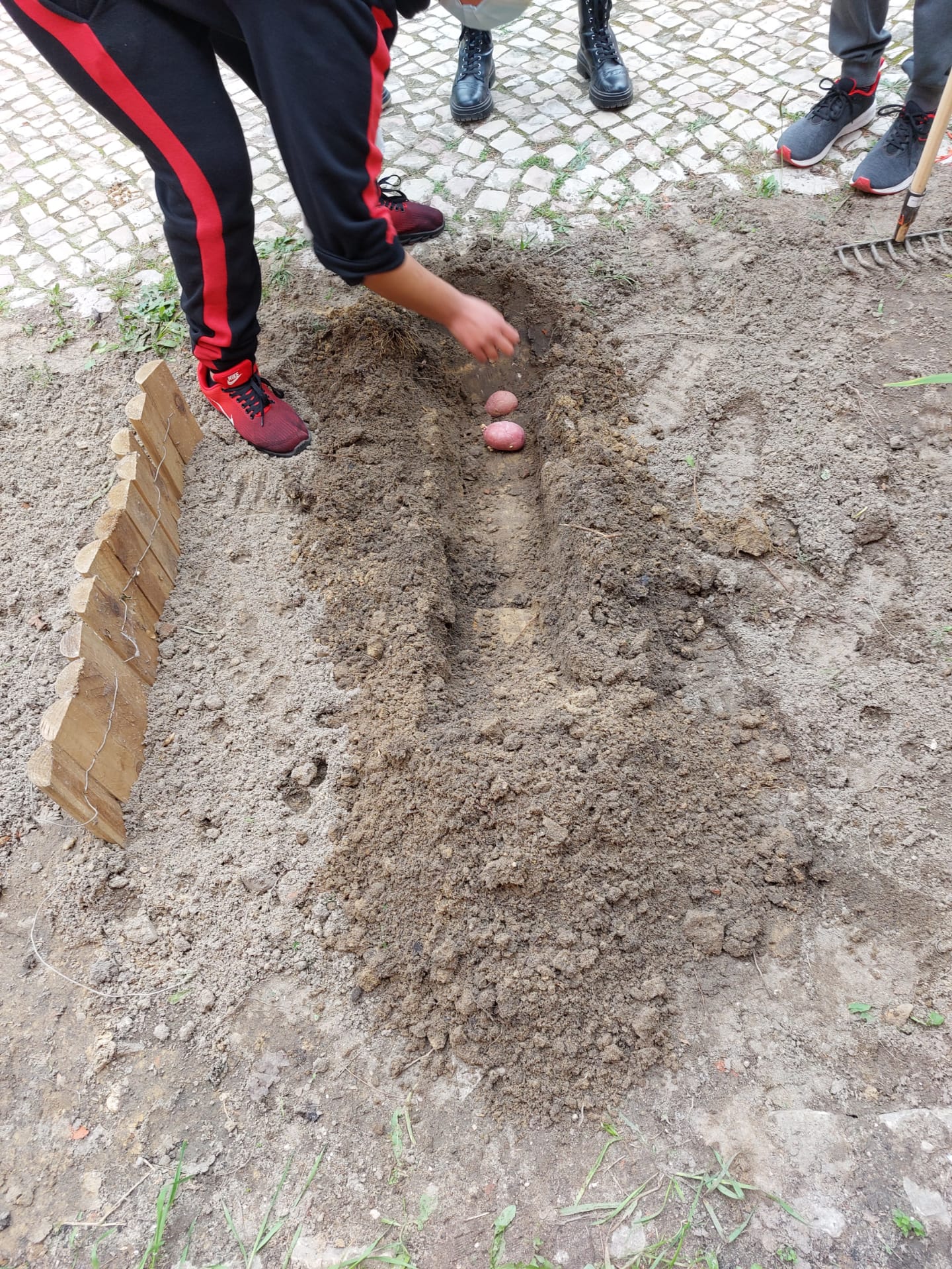 A colocar as batatas na terra