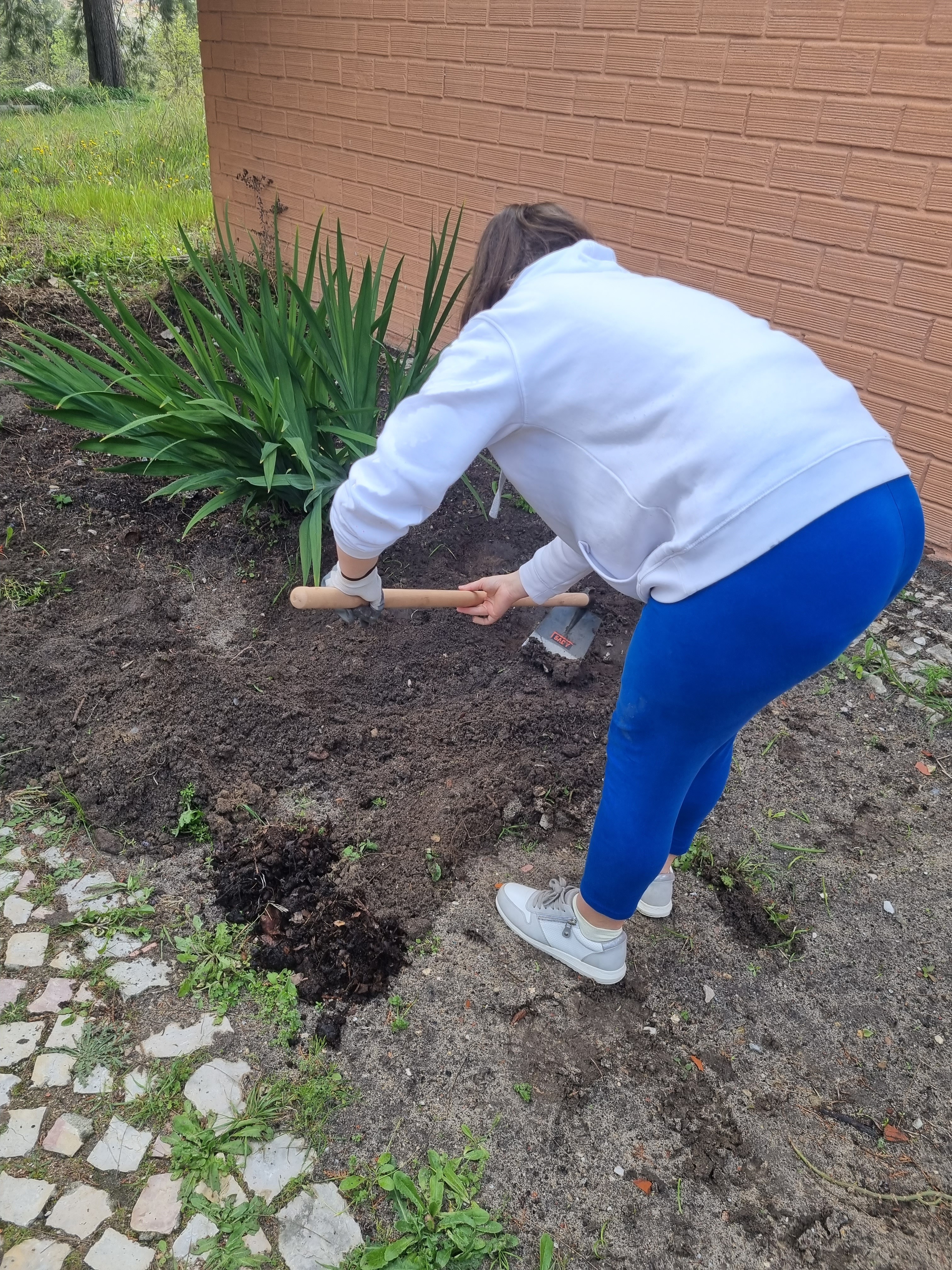 A preparar o terreno para receber batatas