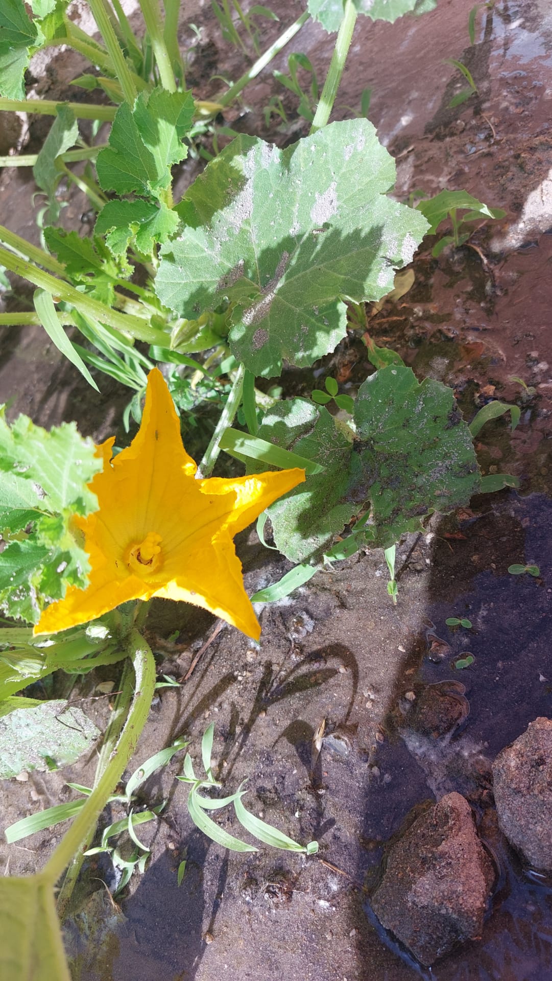 A flor da courgete