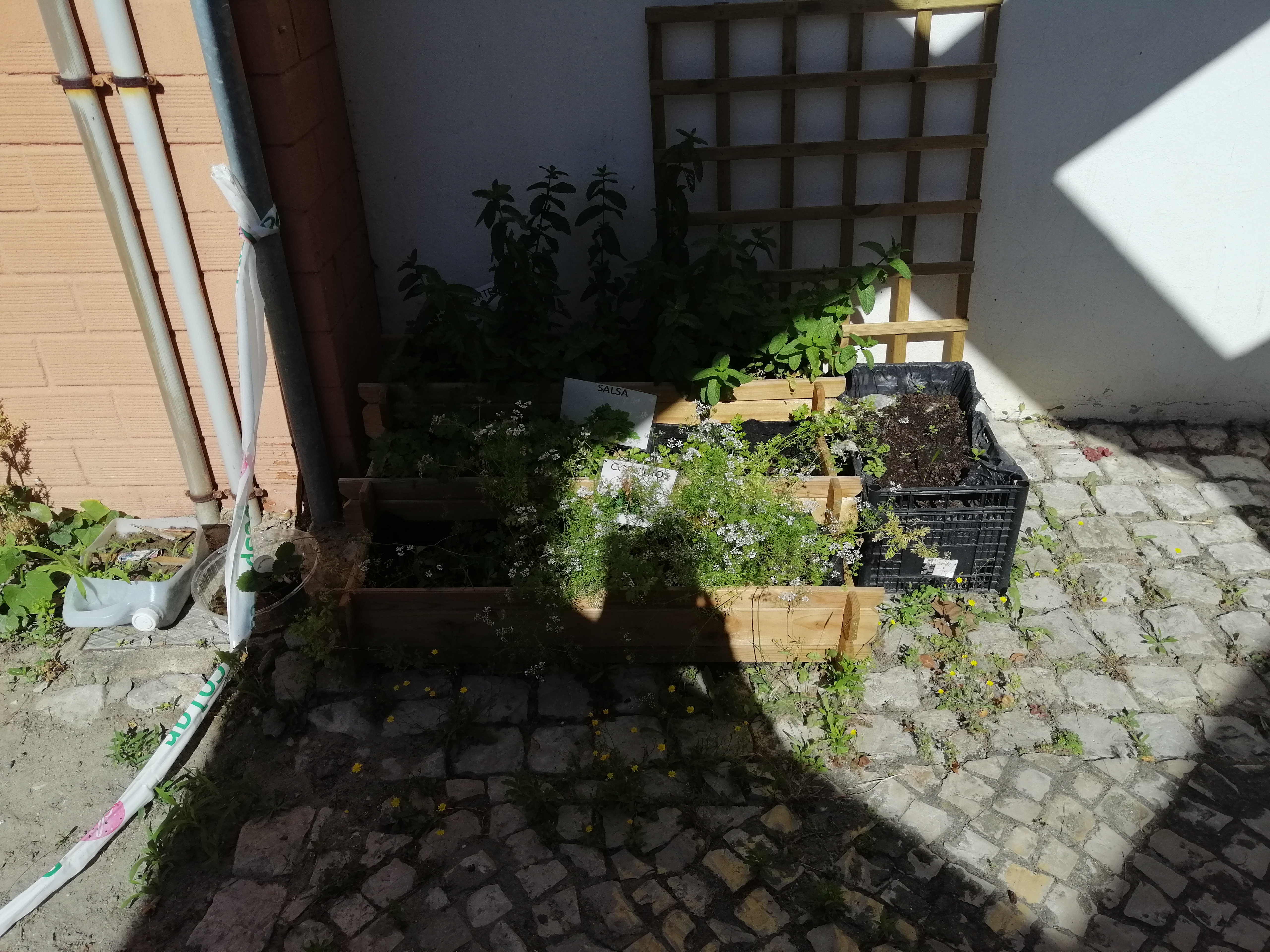 As aromáticas