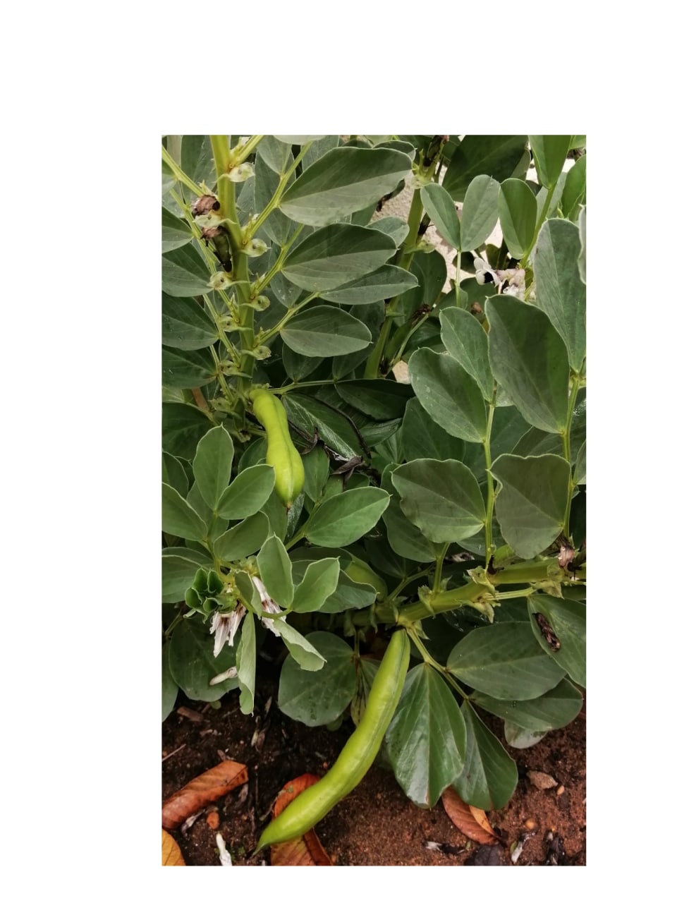 Favas