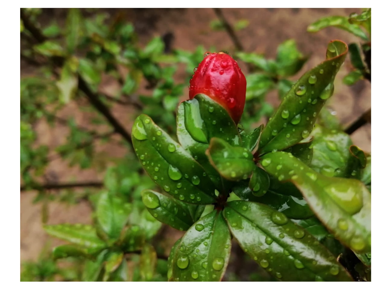 Pimenteiro com fruto