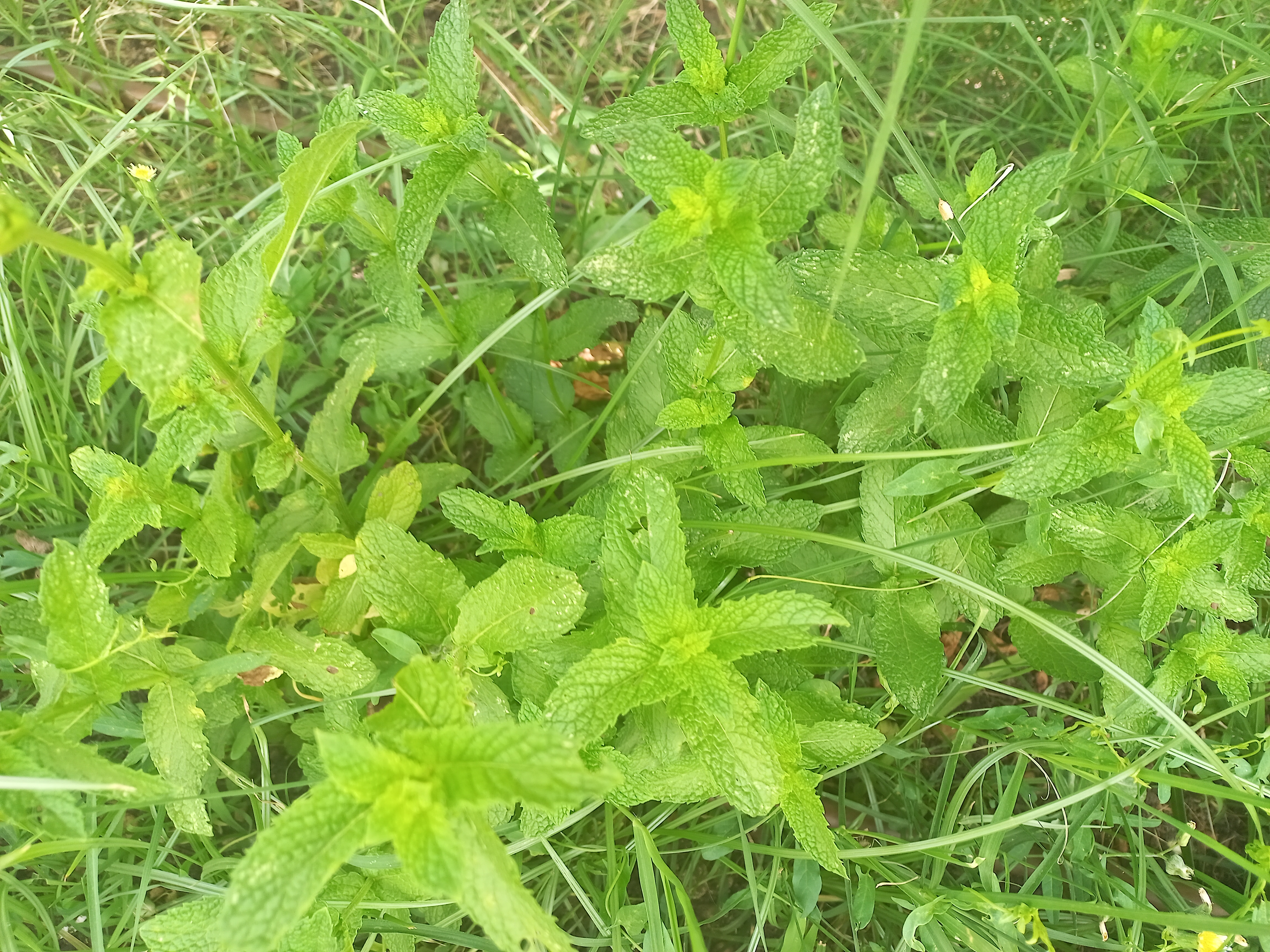 Hortelã - planta aromática