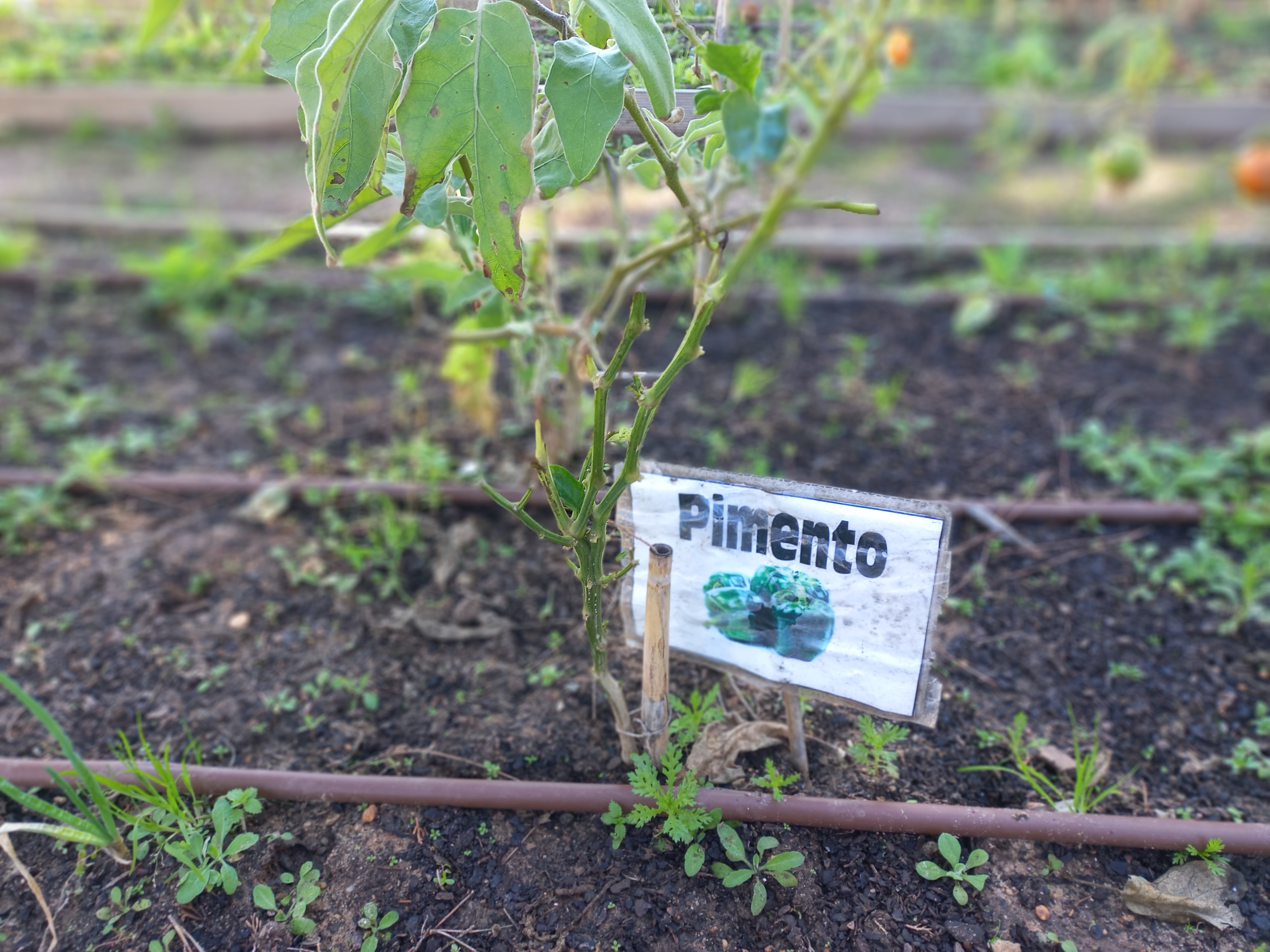 Horta biológica 4