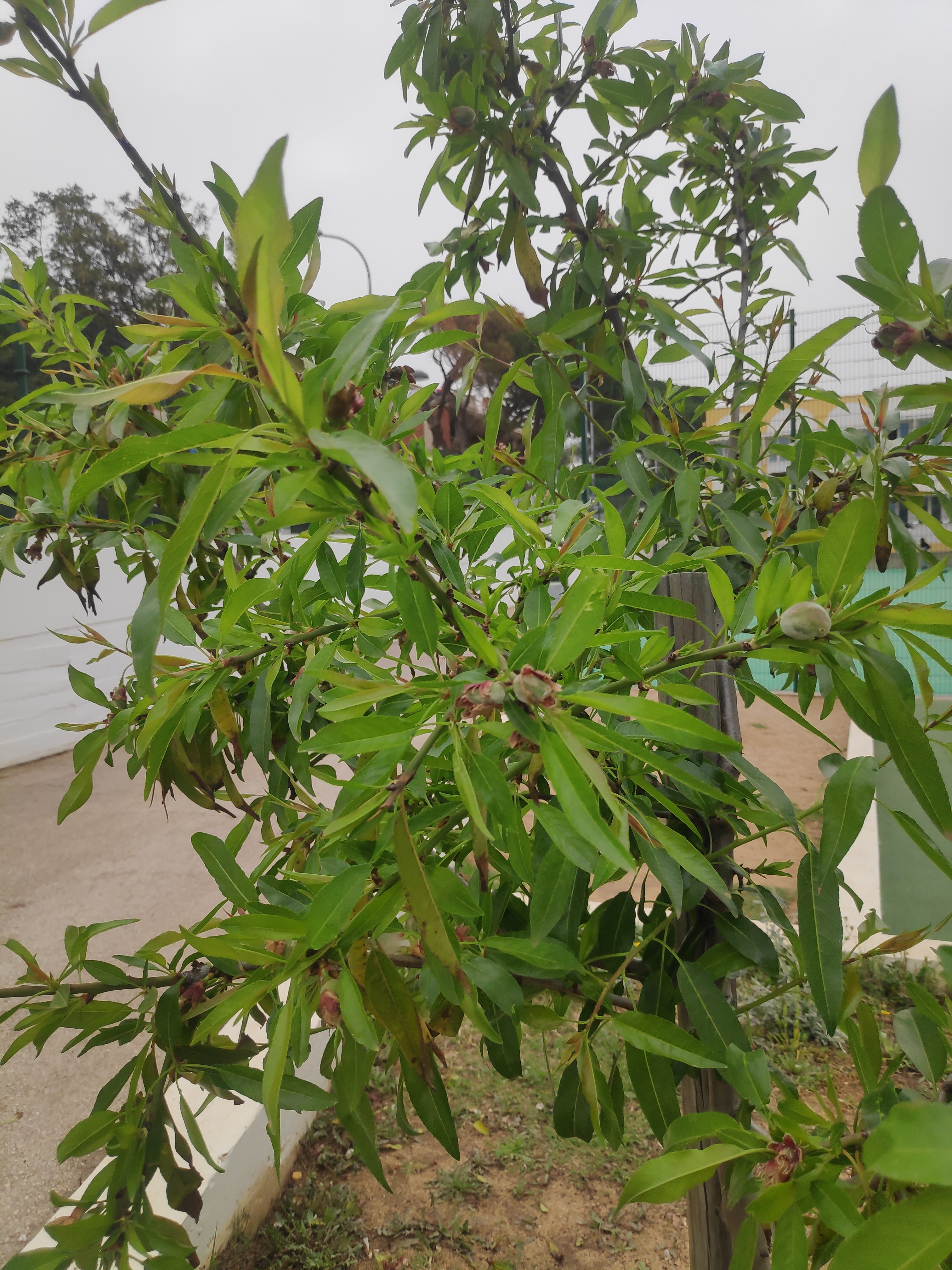 As nossas amendoeira já fruto!