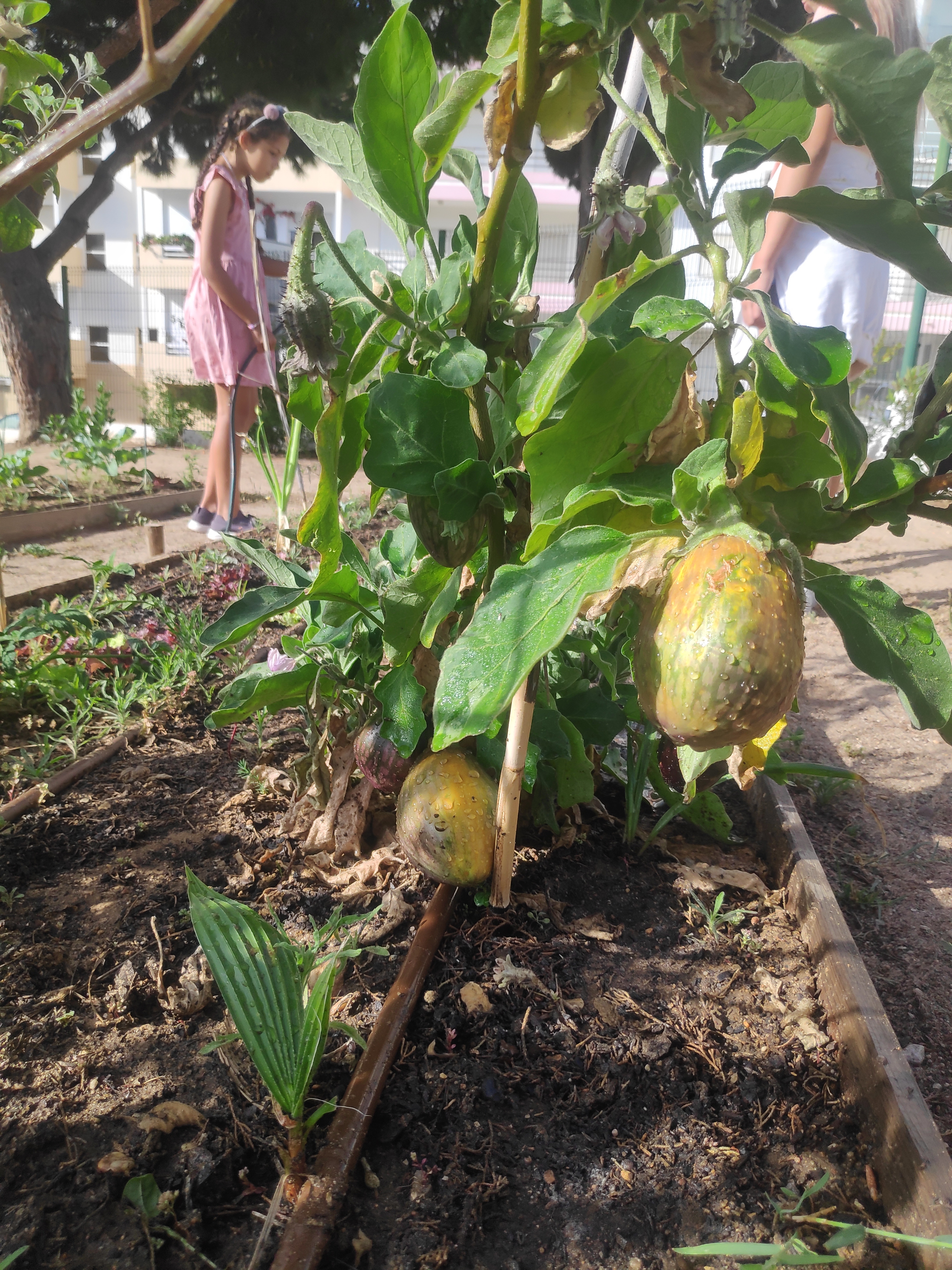 O abacateiro já tem fruto!