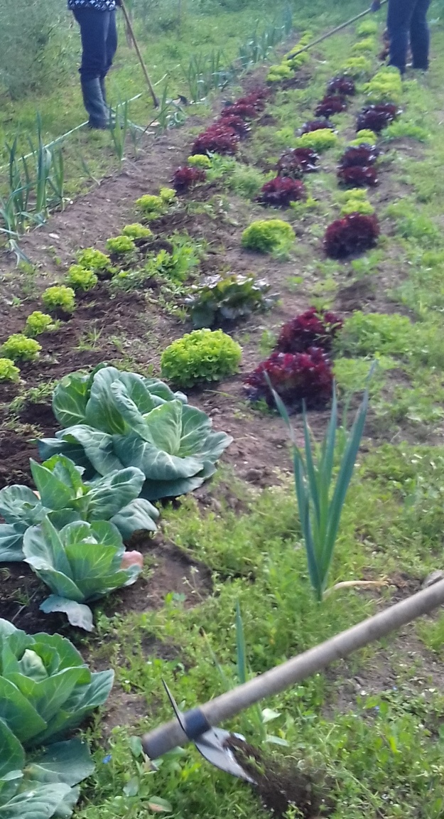hortícolas em monda