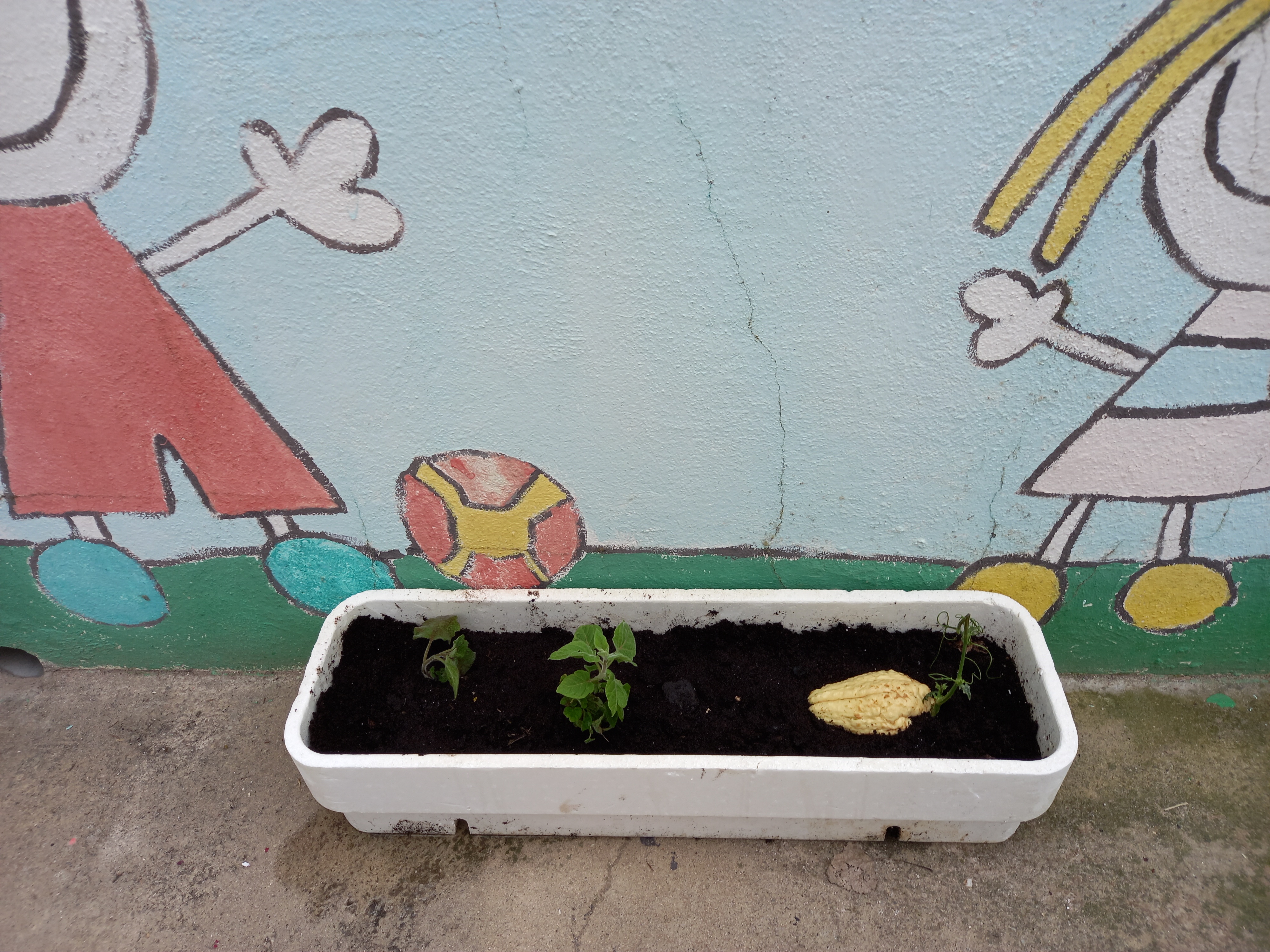 Plantação de chuchu e de fisálias.