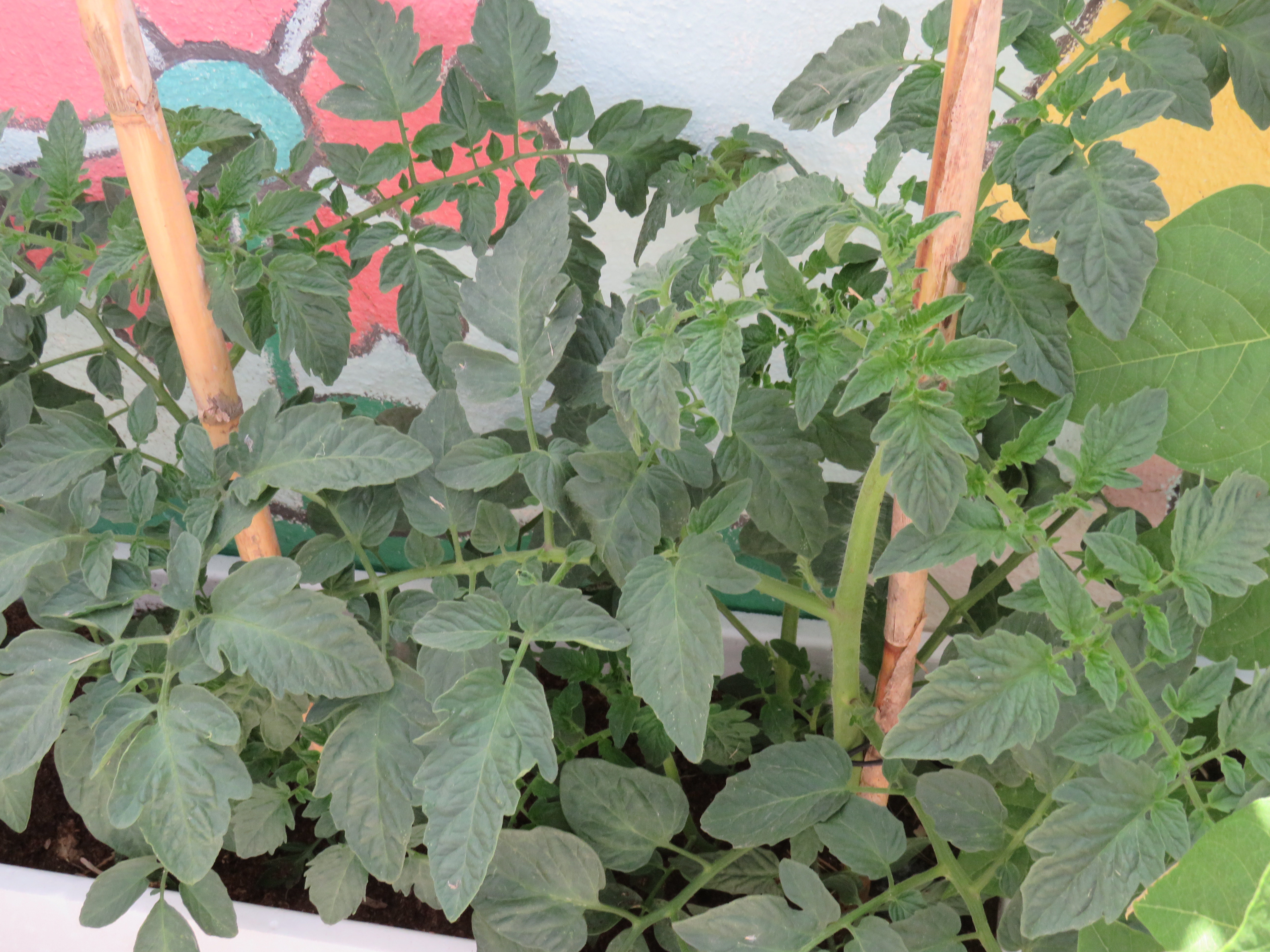 Plantação dos tomateiros em vaso.