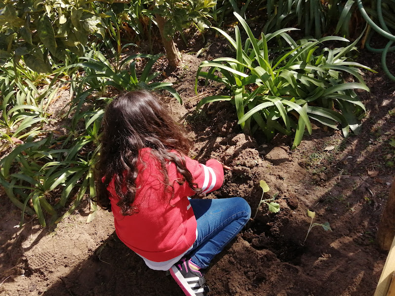 Plantar repolhos.