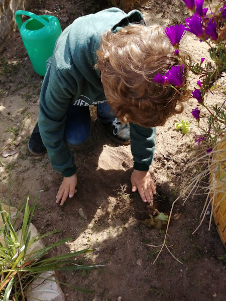 Plantar alfaces.