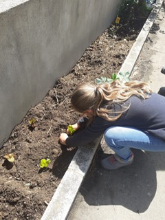 plantação de alfaces