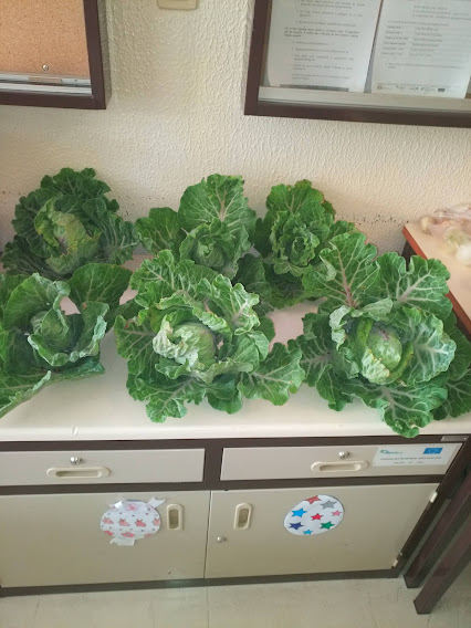 Repolhos da nossa horta para venda.