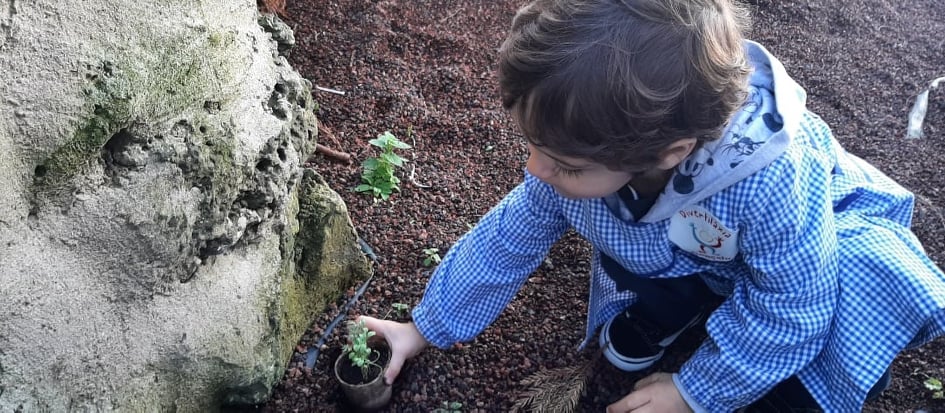 Plantámos 4 espécies de flores que desenvolveram entretanto