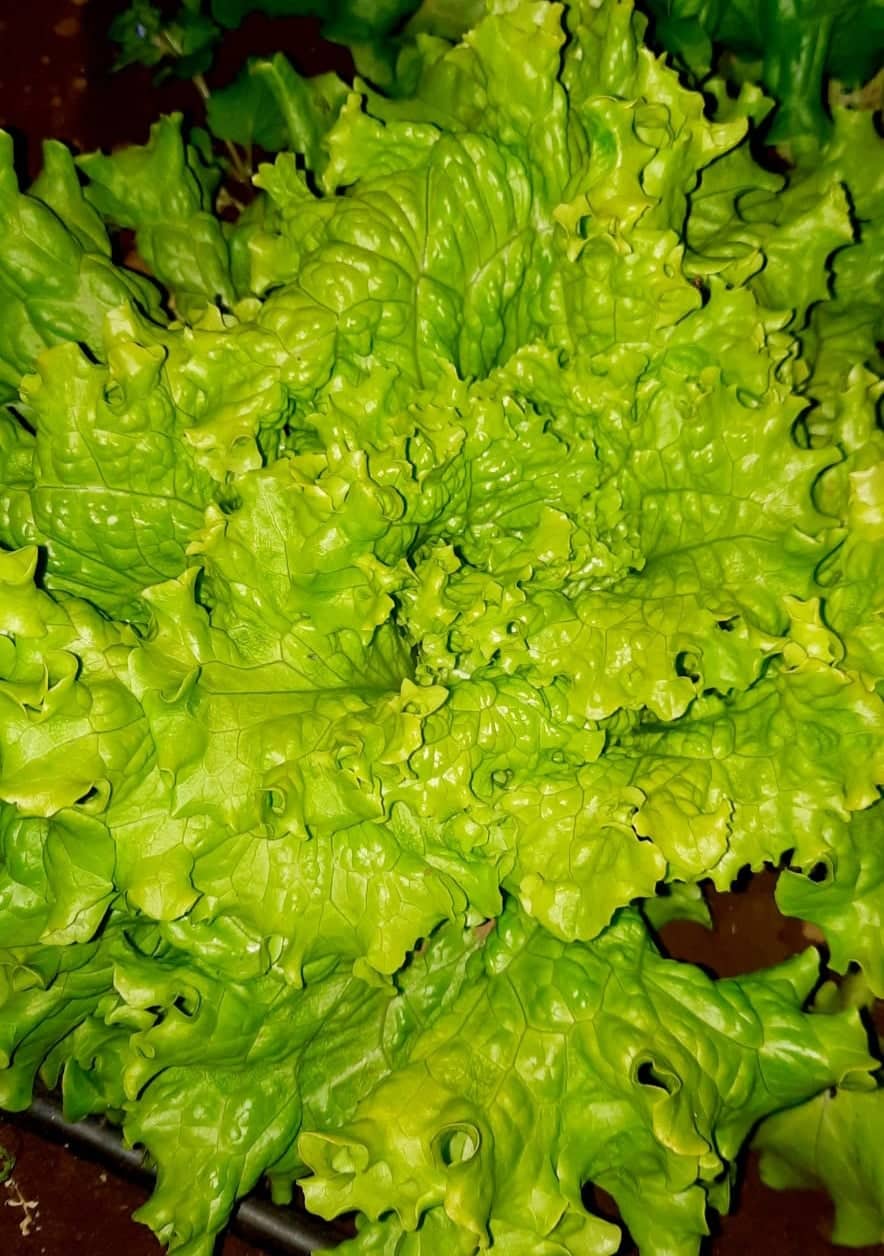 pés de alface