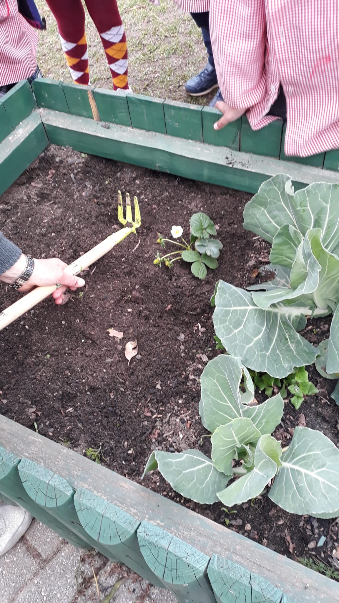 Queremos plantar morangos.