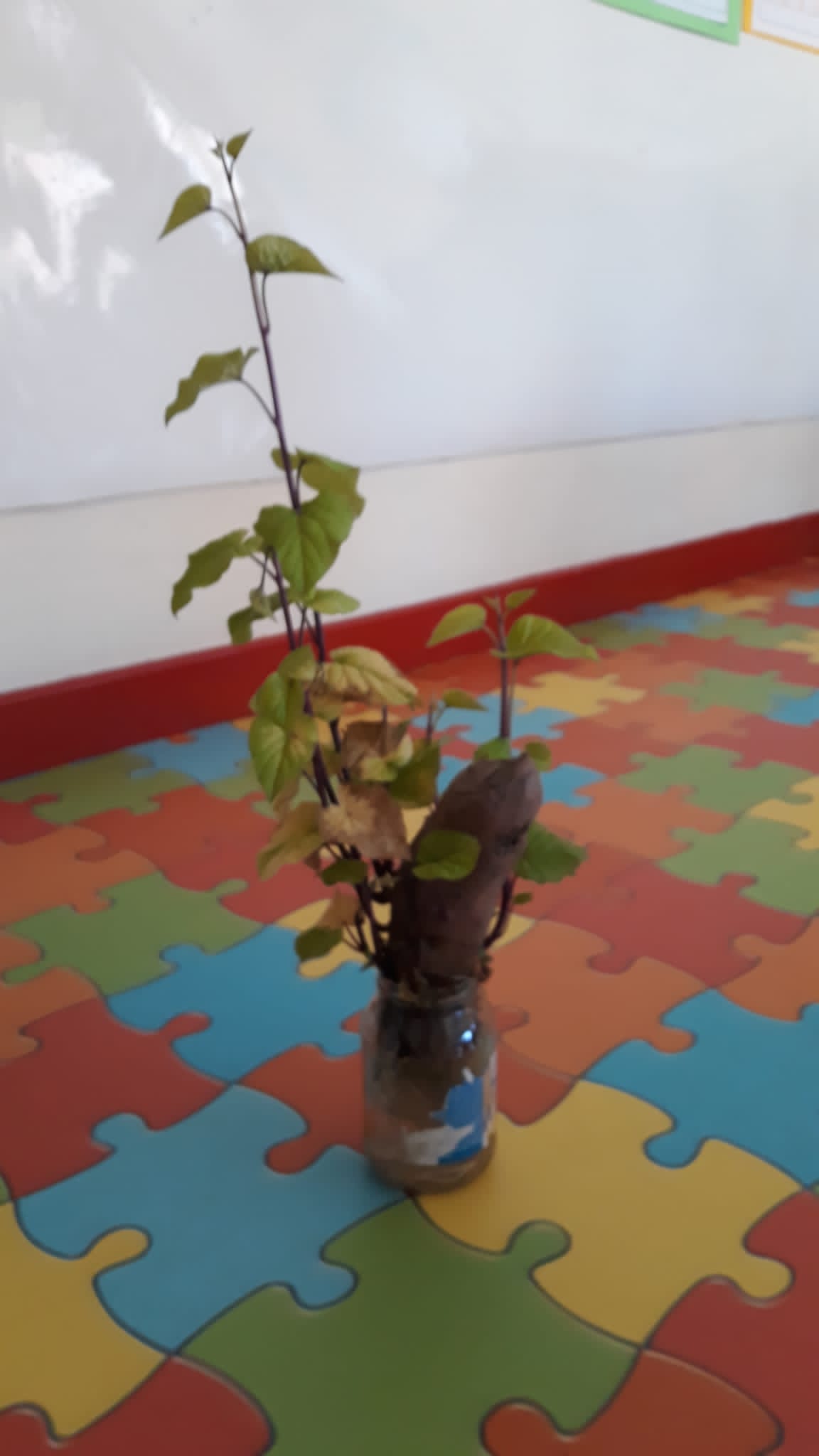 Surgiu na sala a ideia de observarmos a germinação da Batata doce. Depois colocamos num vaso grande e com terra. Se continuar a desenvolver plantaremos nos canteiros da horta.