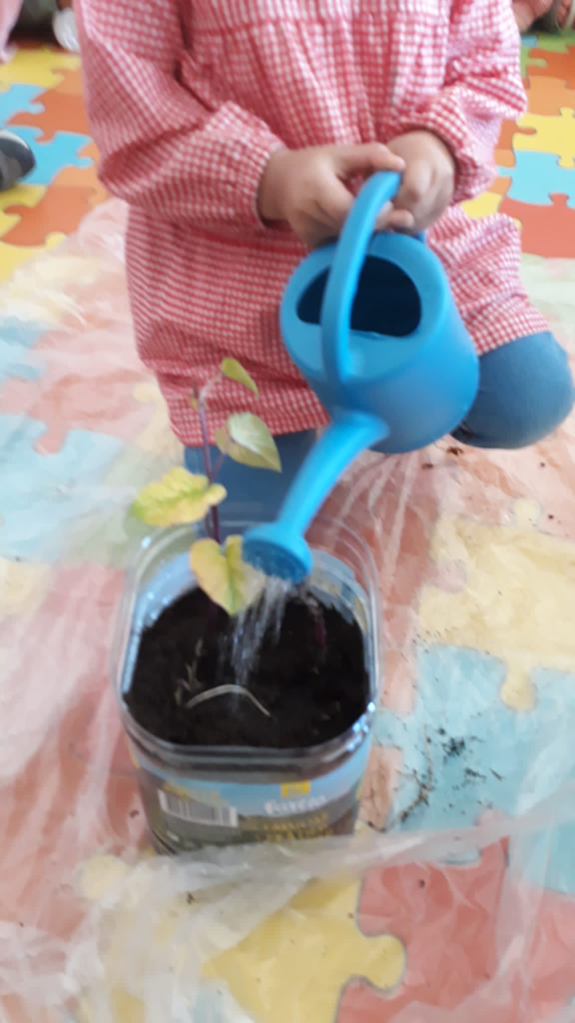 Regando e cuidando da nossa Batata Doce