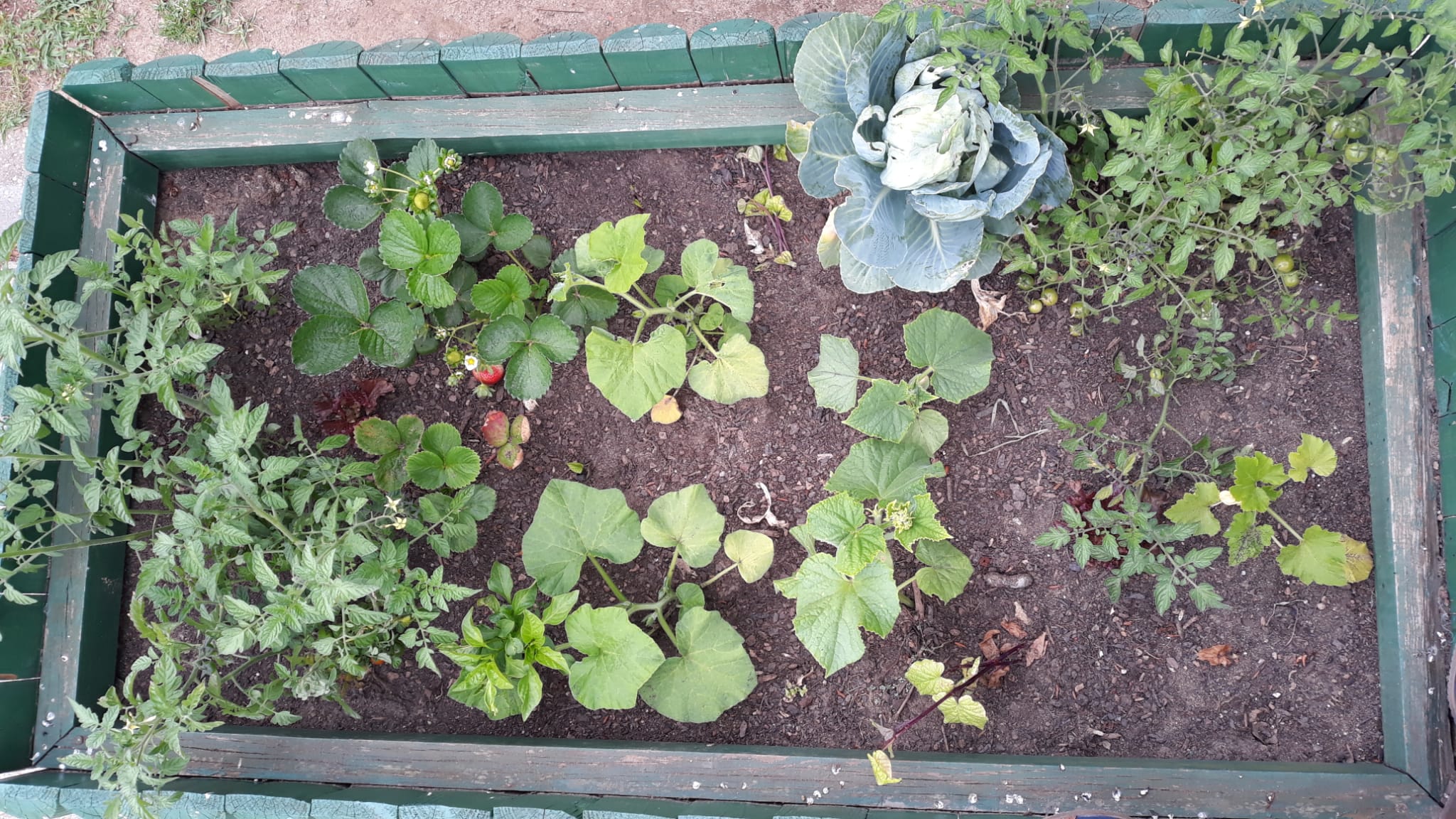 Cultivamos diferentes plantas no mesmo canteiro para verificarmos até que ponto se desenvolviam estando juntos. Como se pode verificar na foto, os artigos não se desenvolveram muito!