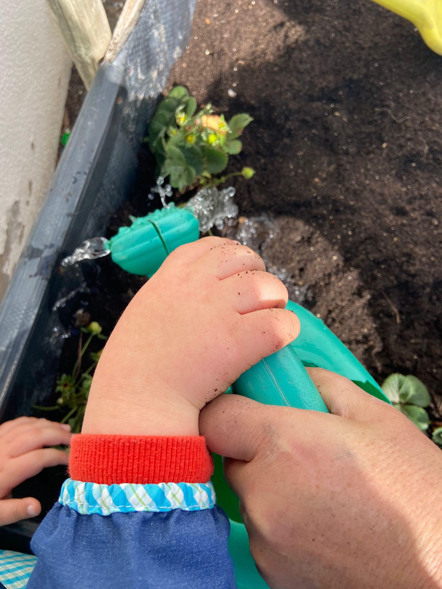 Plantar os morangos na nossa horta