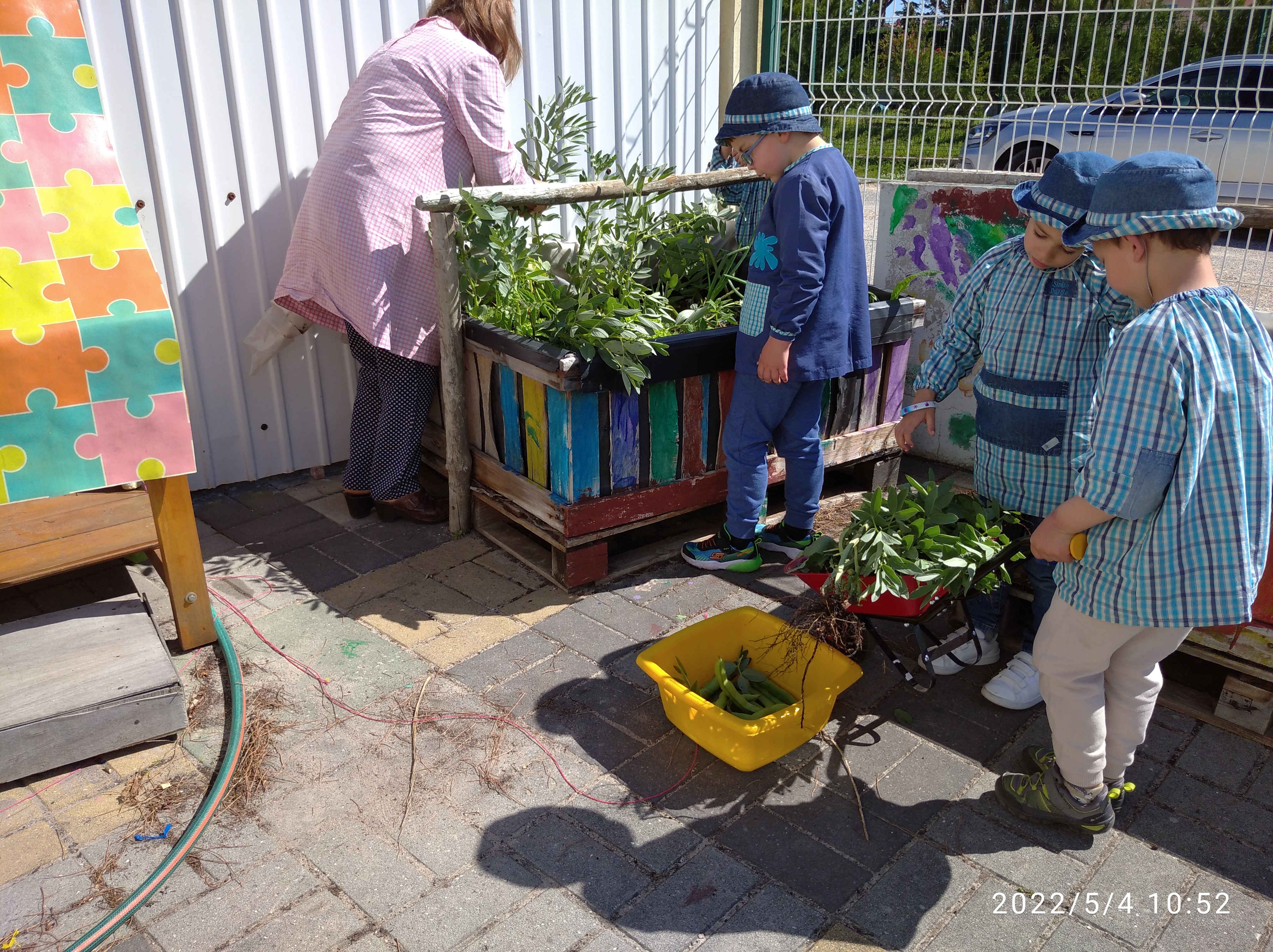 as favas ficam no alguidar e no carrinho vai a rama para o compostor