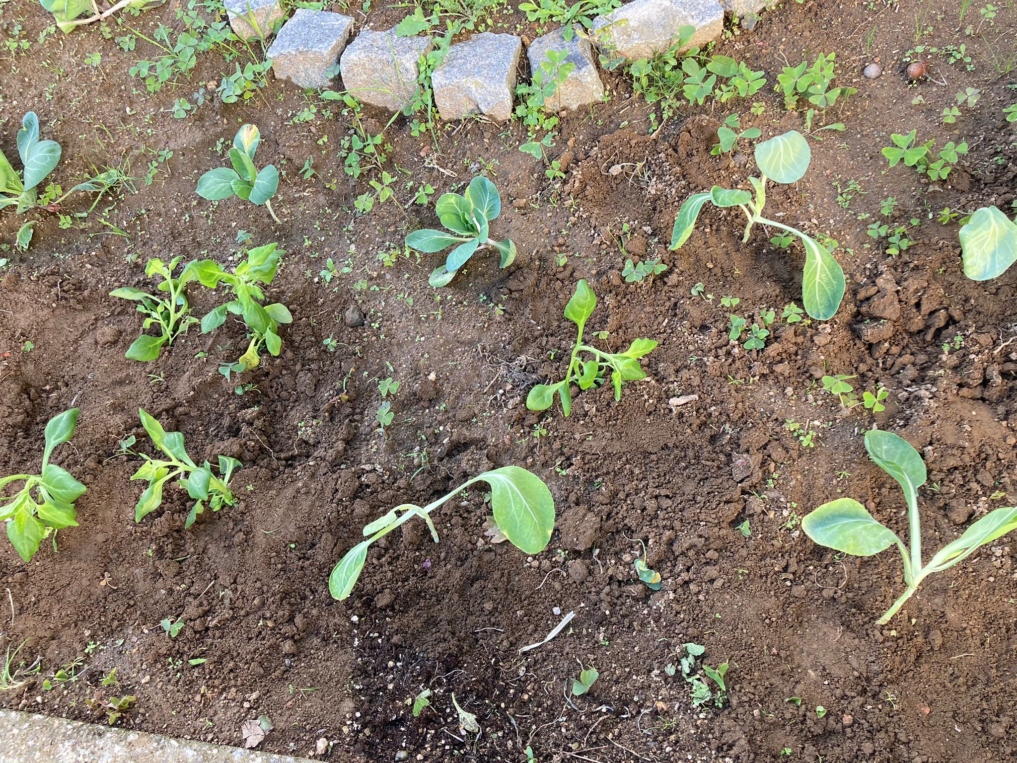 Hortinha preparada.