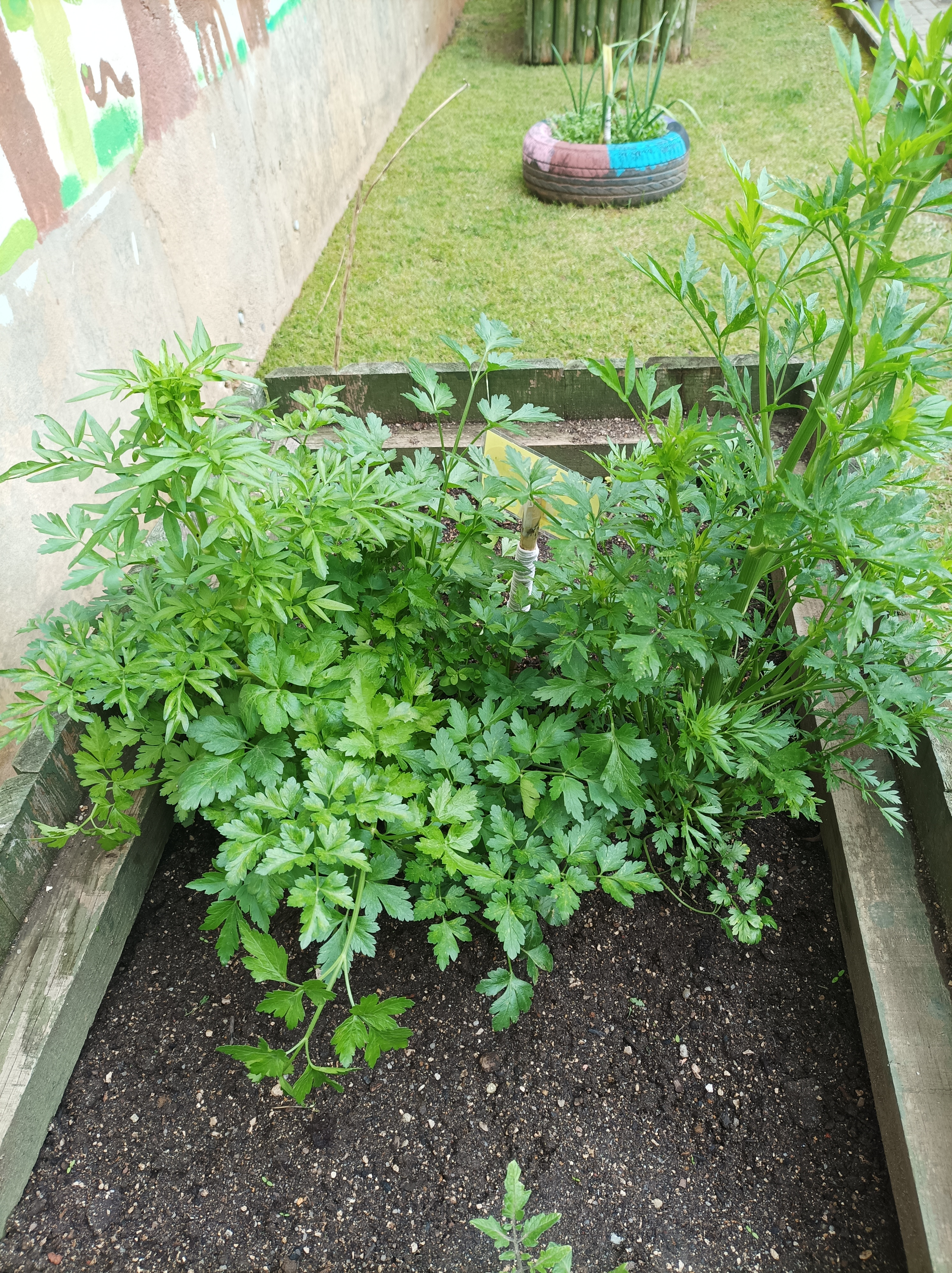 plantas aromáticas (salsa e coentros)
