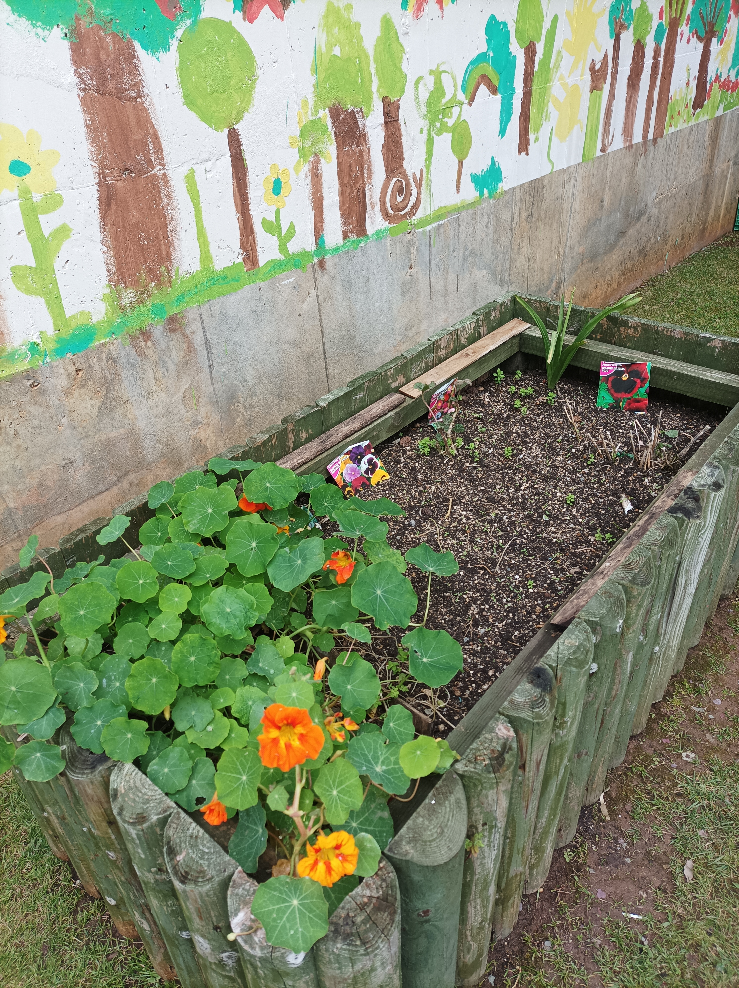 cultivo de flores de várias espécies para a horta colorir!