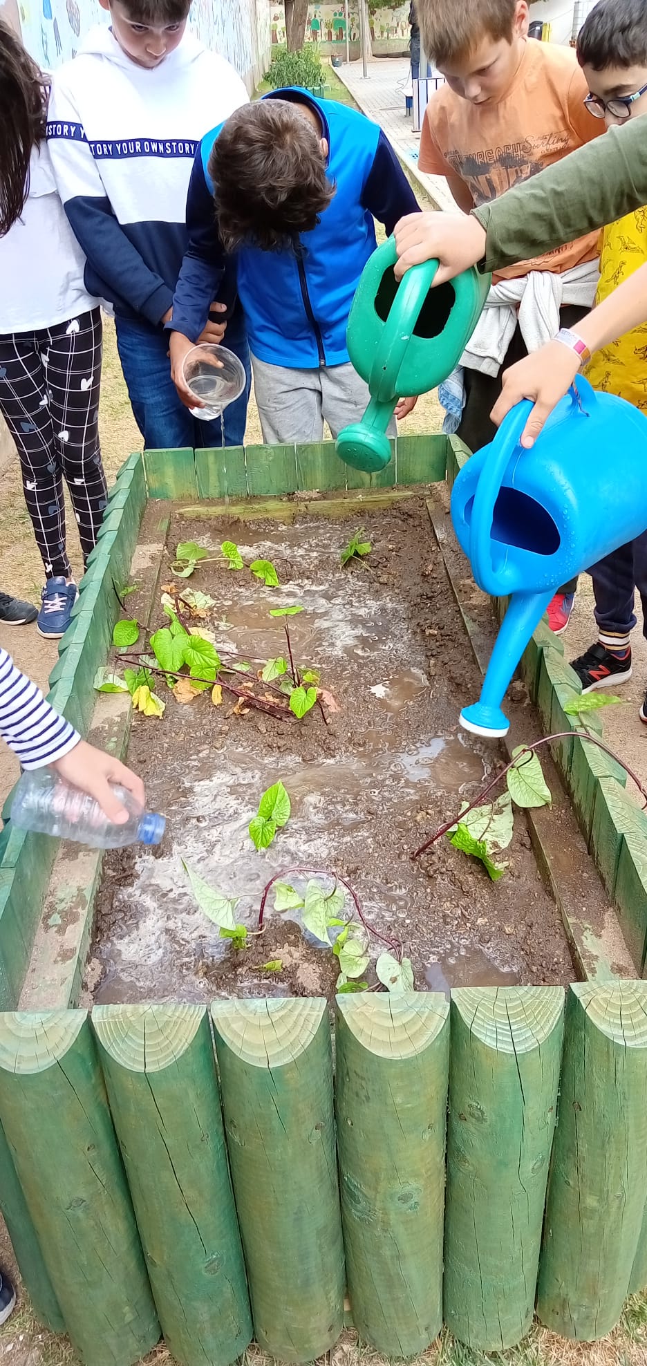 transplantação de batata doce que "germinou" em água, na sala de aula.