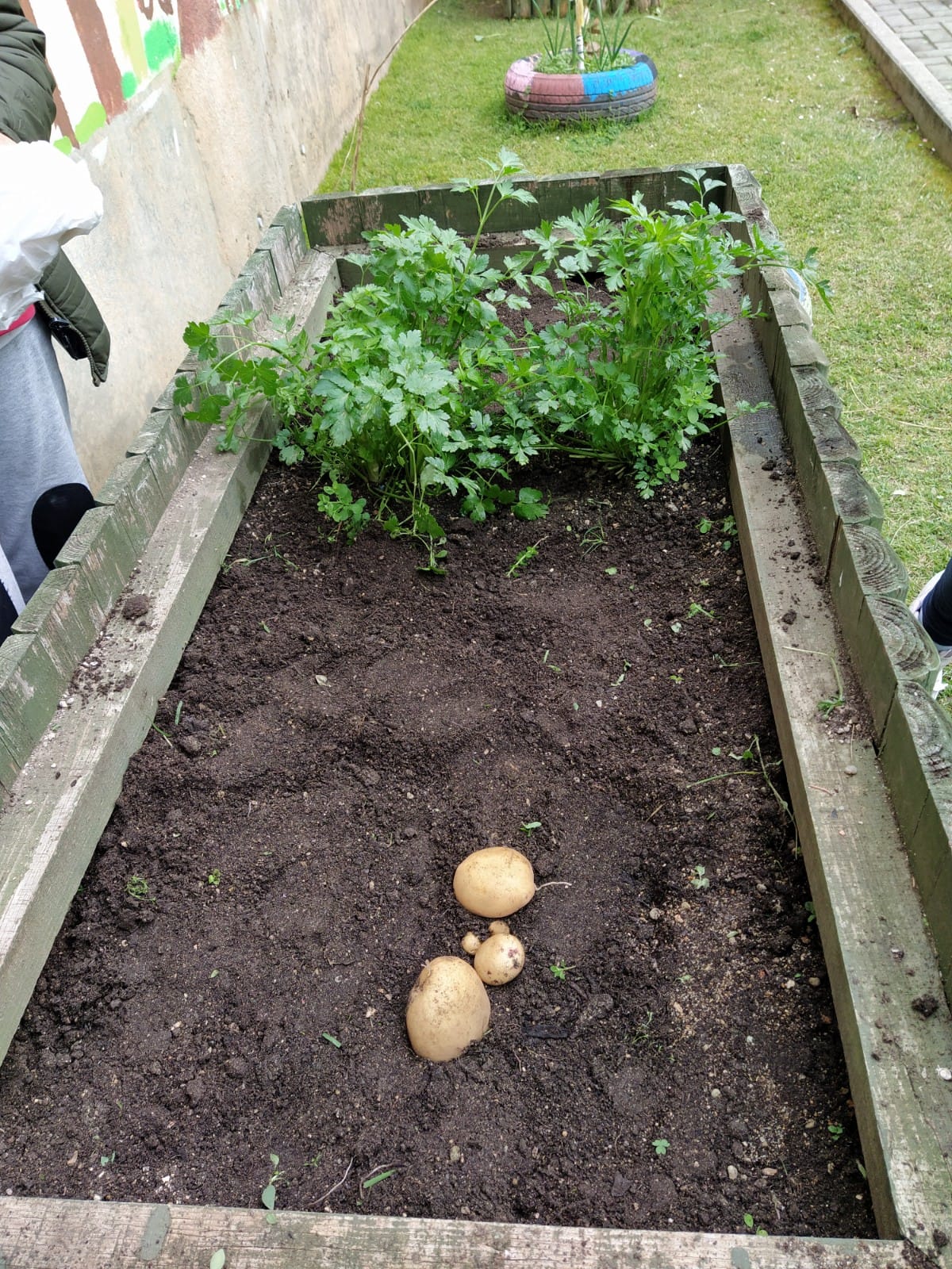 recolha de batatas