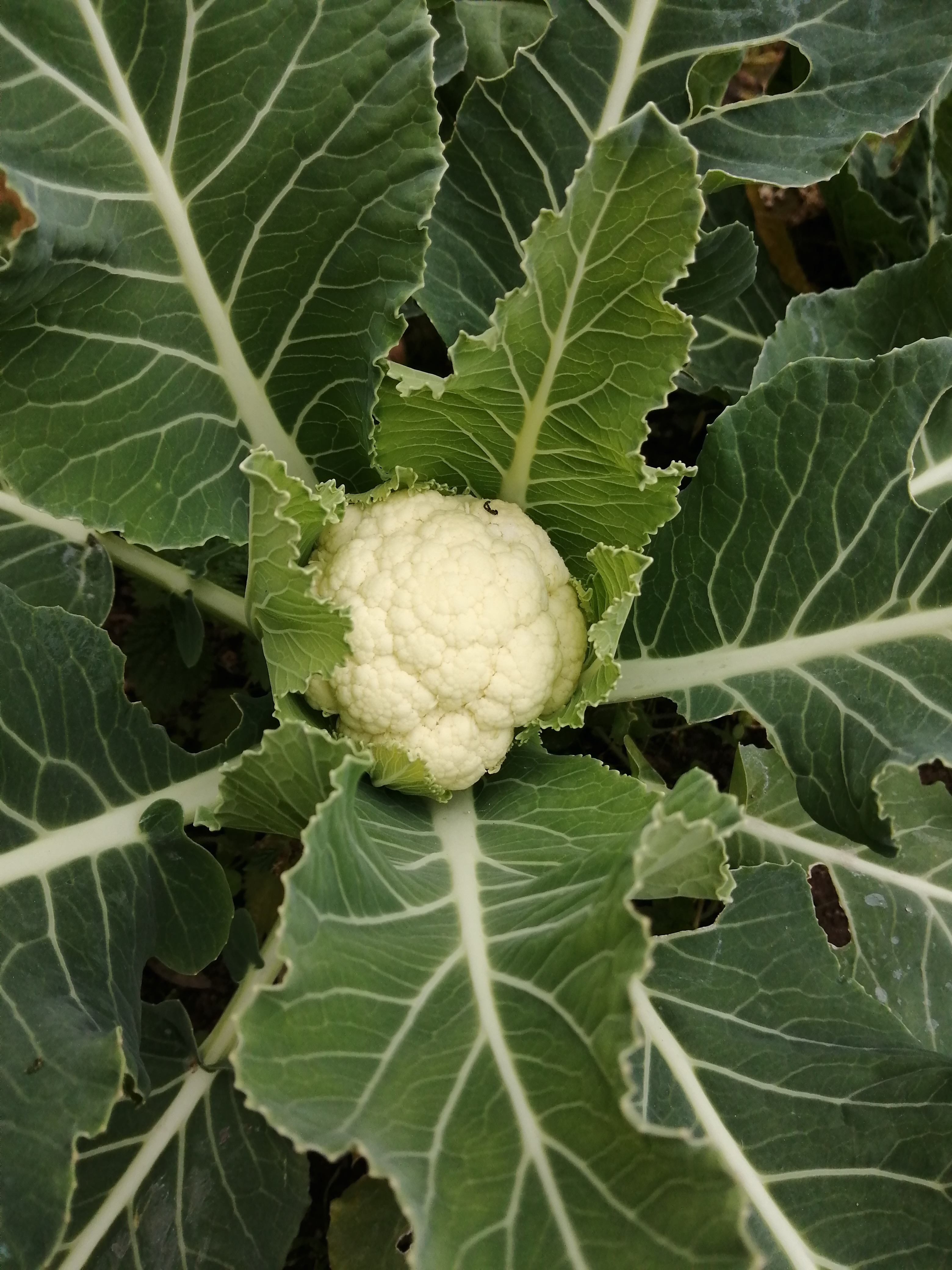 Primeira couve-flor da horta
