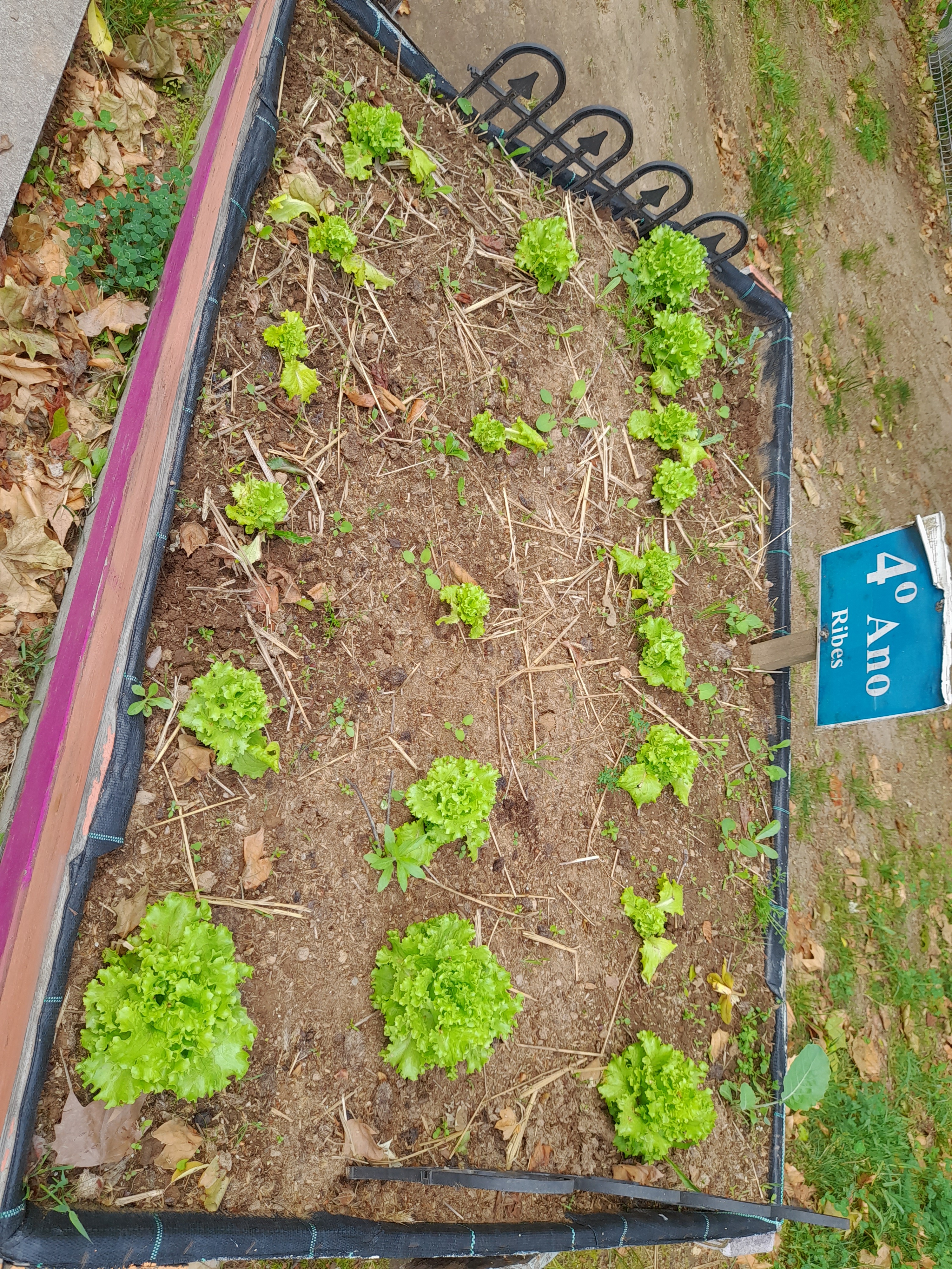 Horta legumes