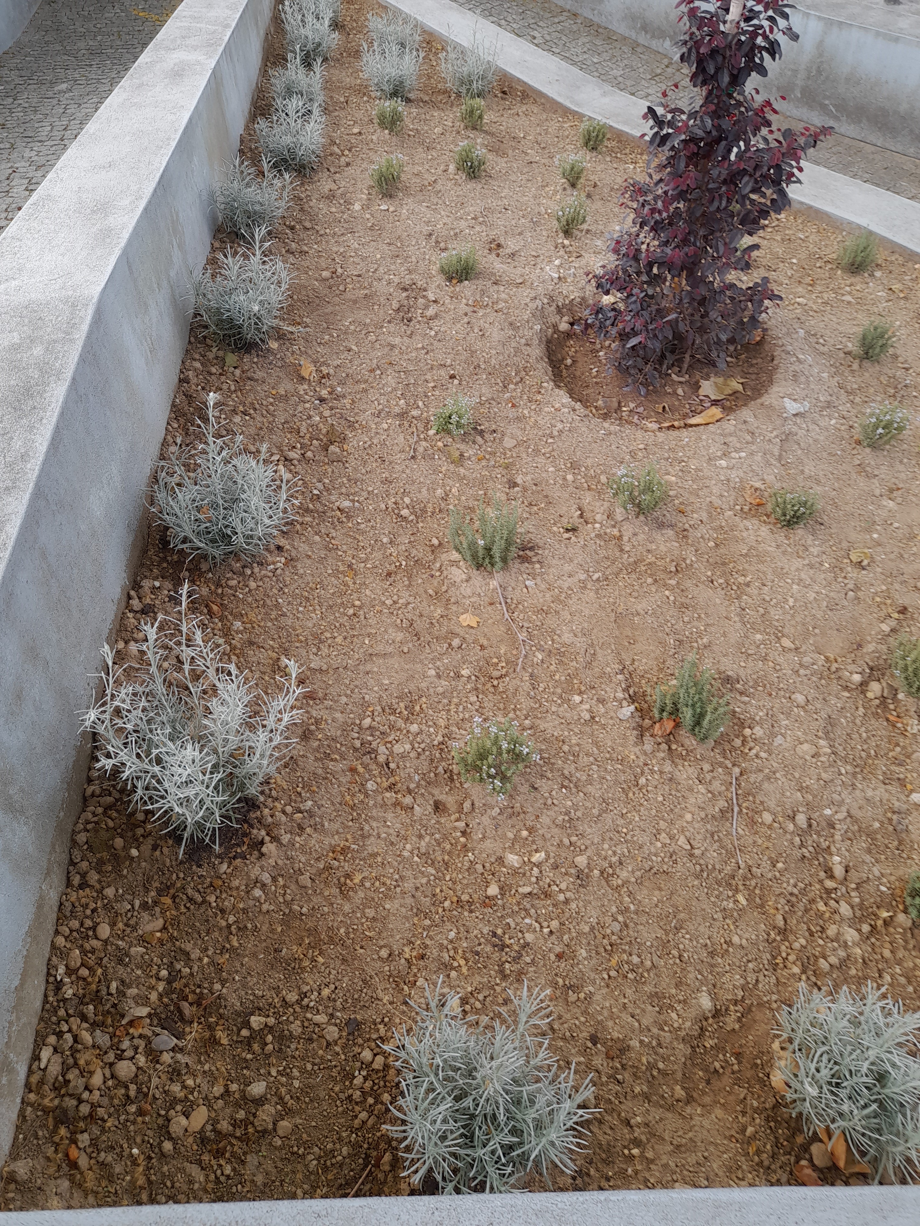 Horta aromáticas