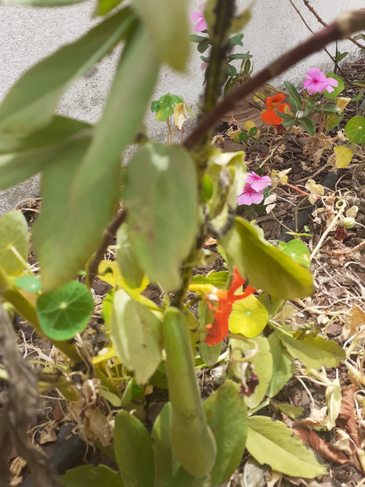 Favas
