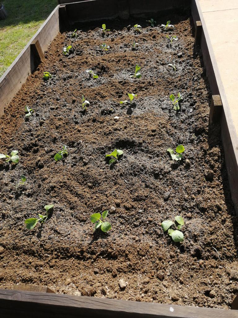 Canteiro com a plantação das couves.