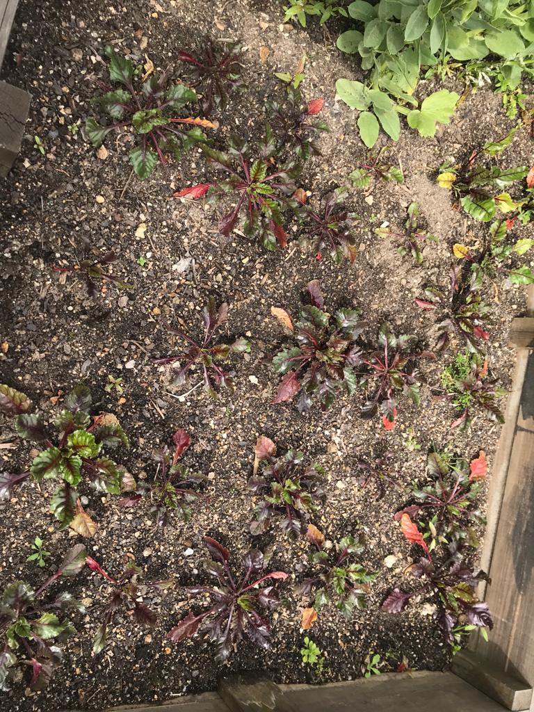 Plantação de beterrabas