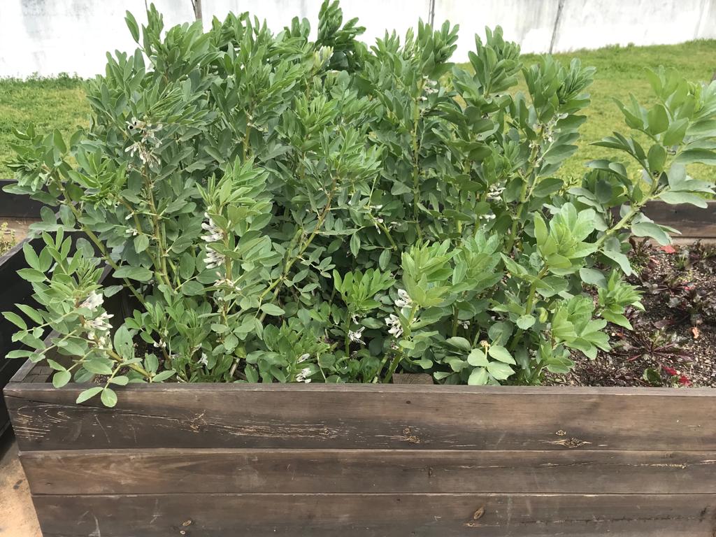 Plantação de favas