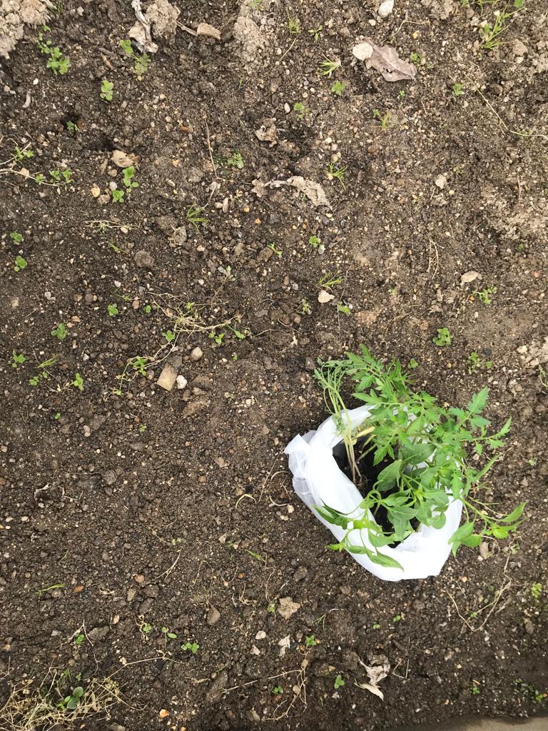 Preparação da terra para a plantação de tomates baby.