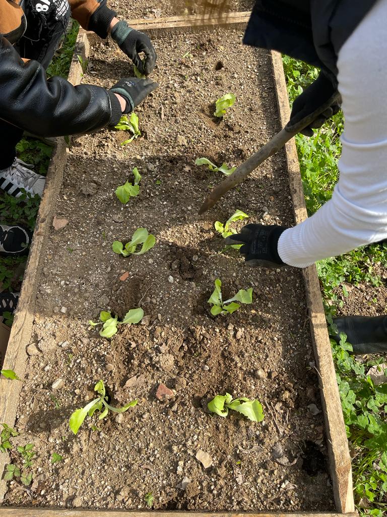 Plantação de alfaces.
