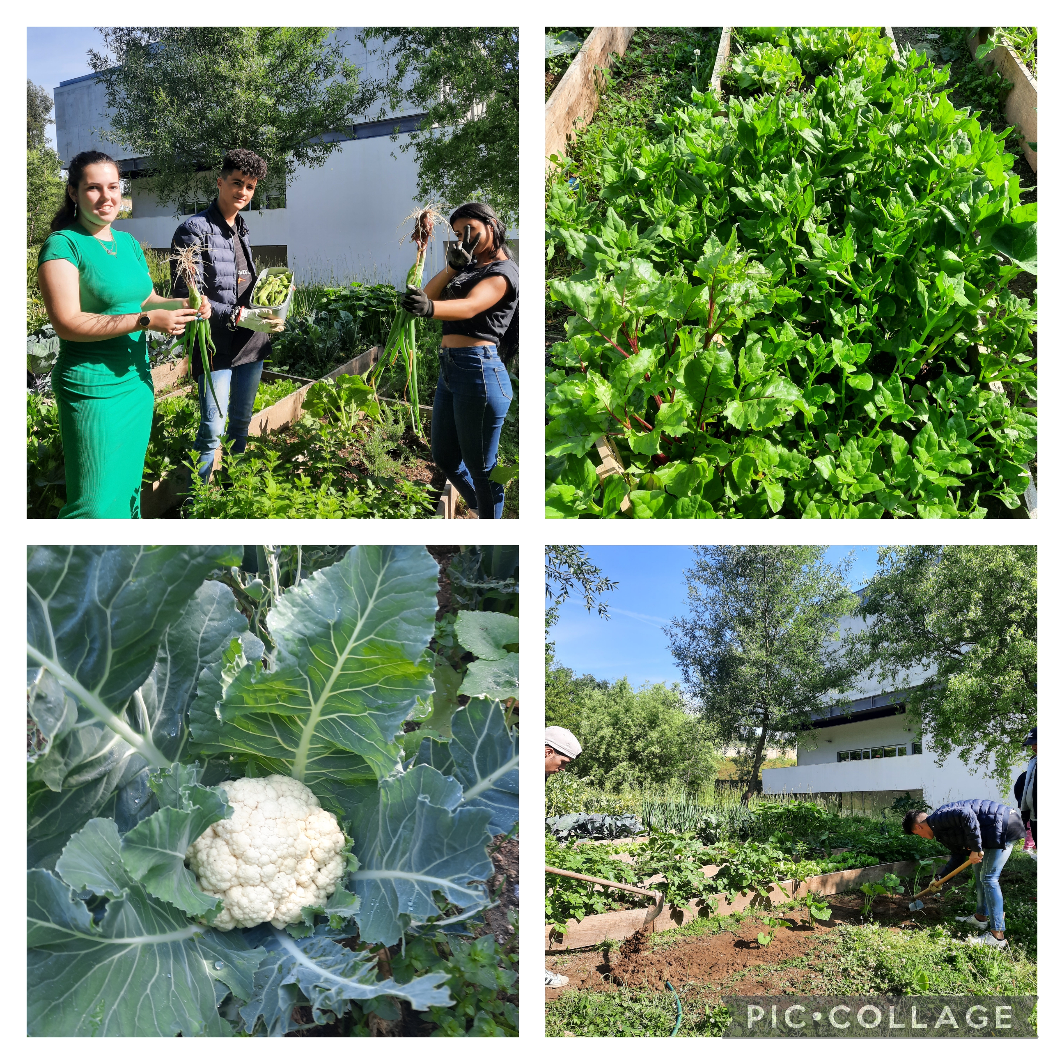 Plantação de abóboras e colheita de cebolas.