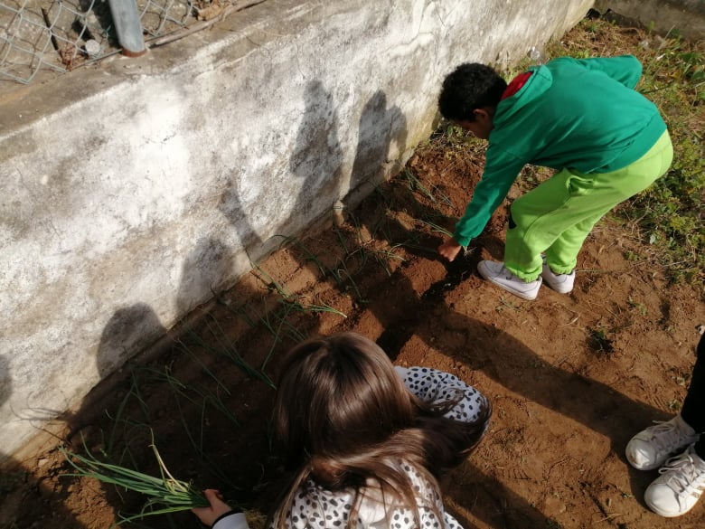 Os alunos da EB também fazem a plantação do "cebolo.- 1ª plantação do ano