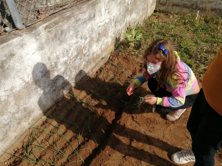 Continuação da plantação do cebolo por parte dos alunos da EB.