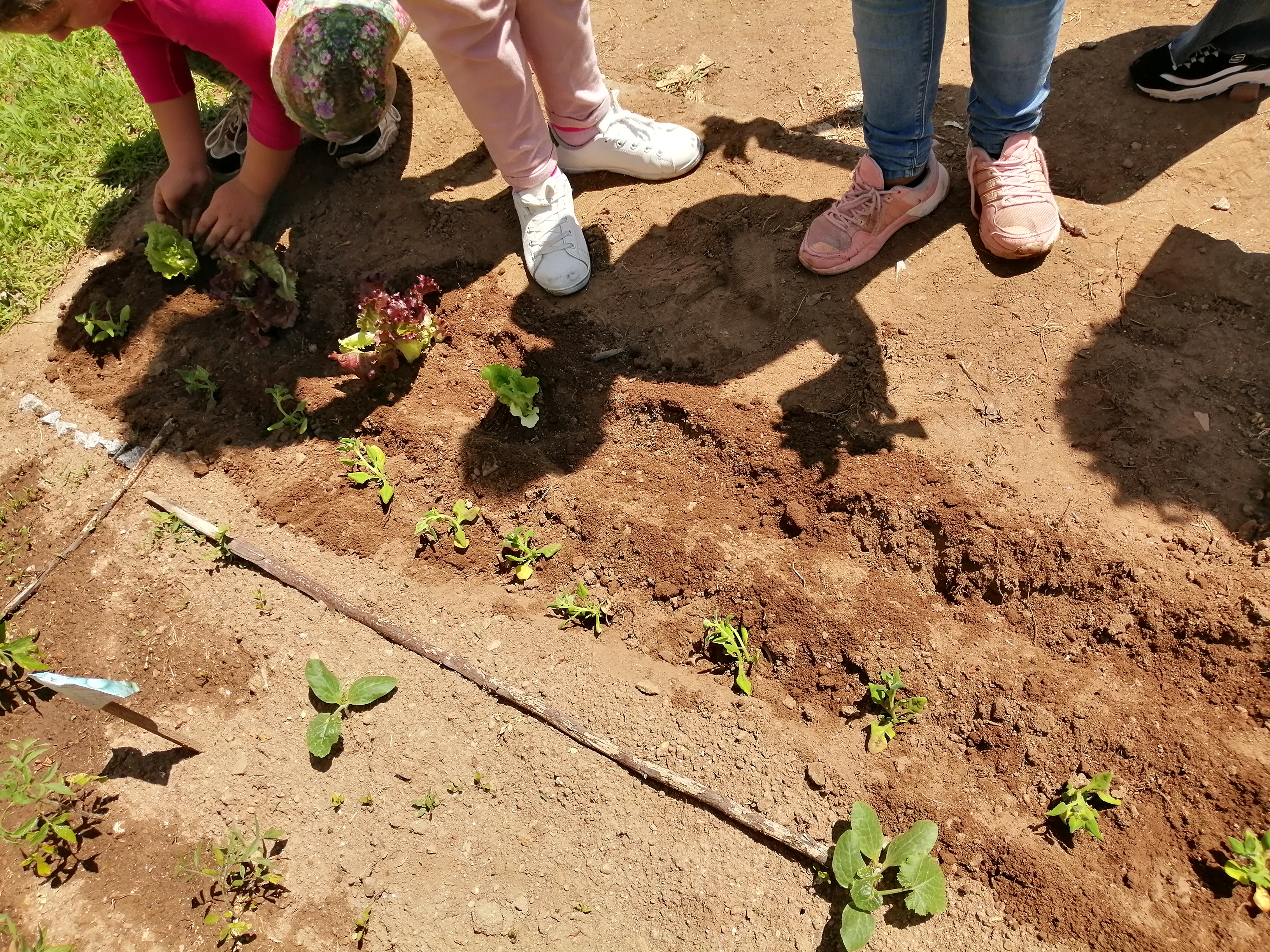 Plantação alface