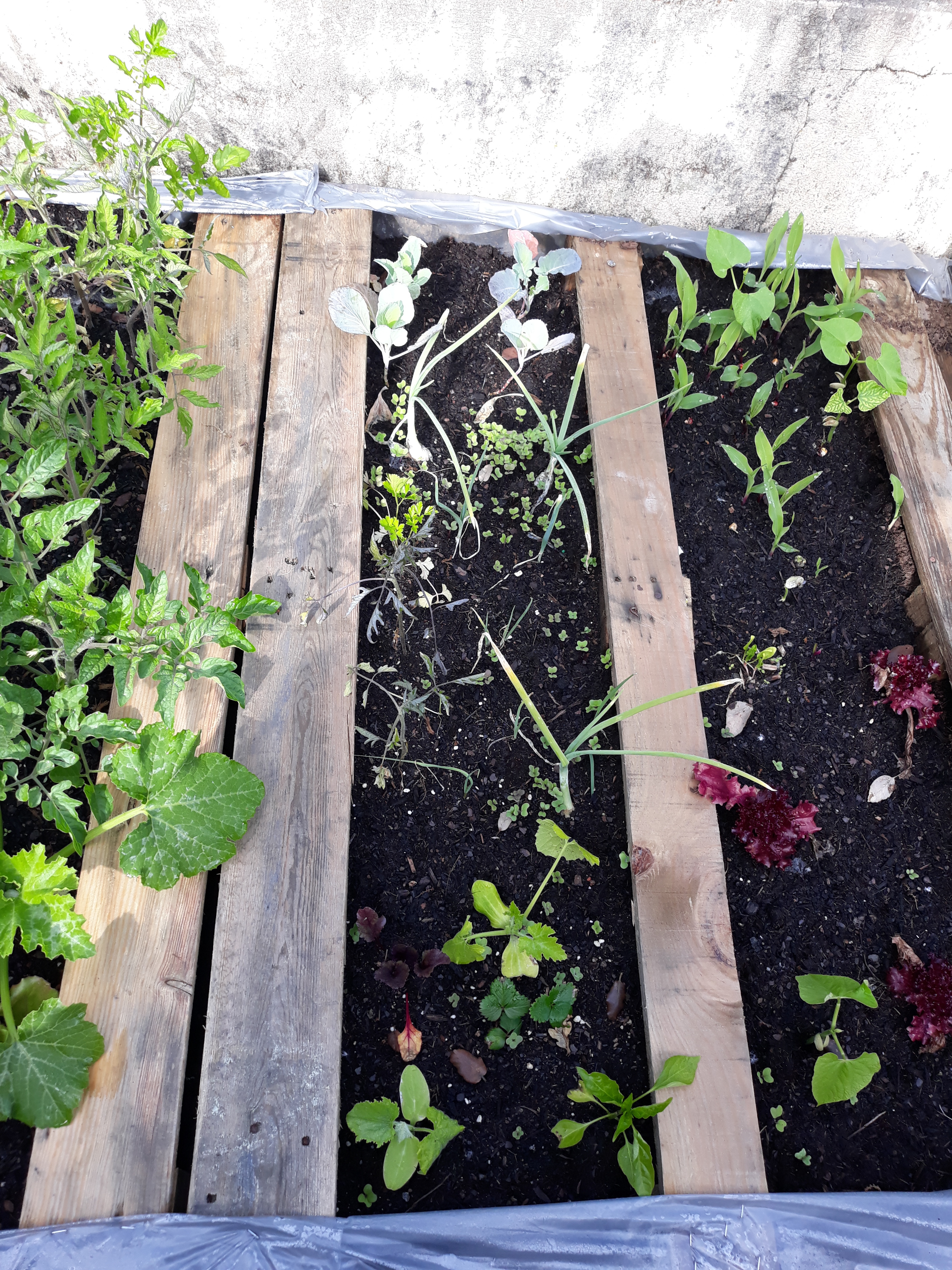 Plantação da horta 1.